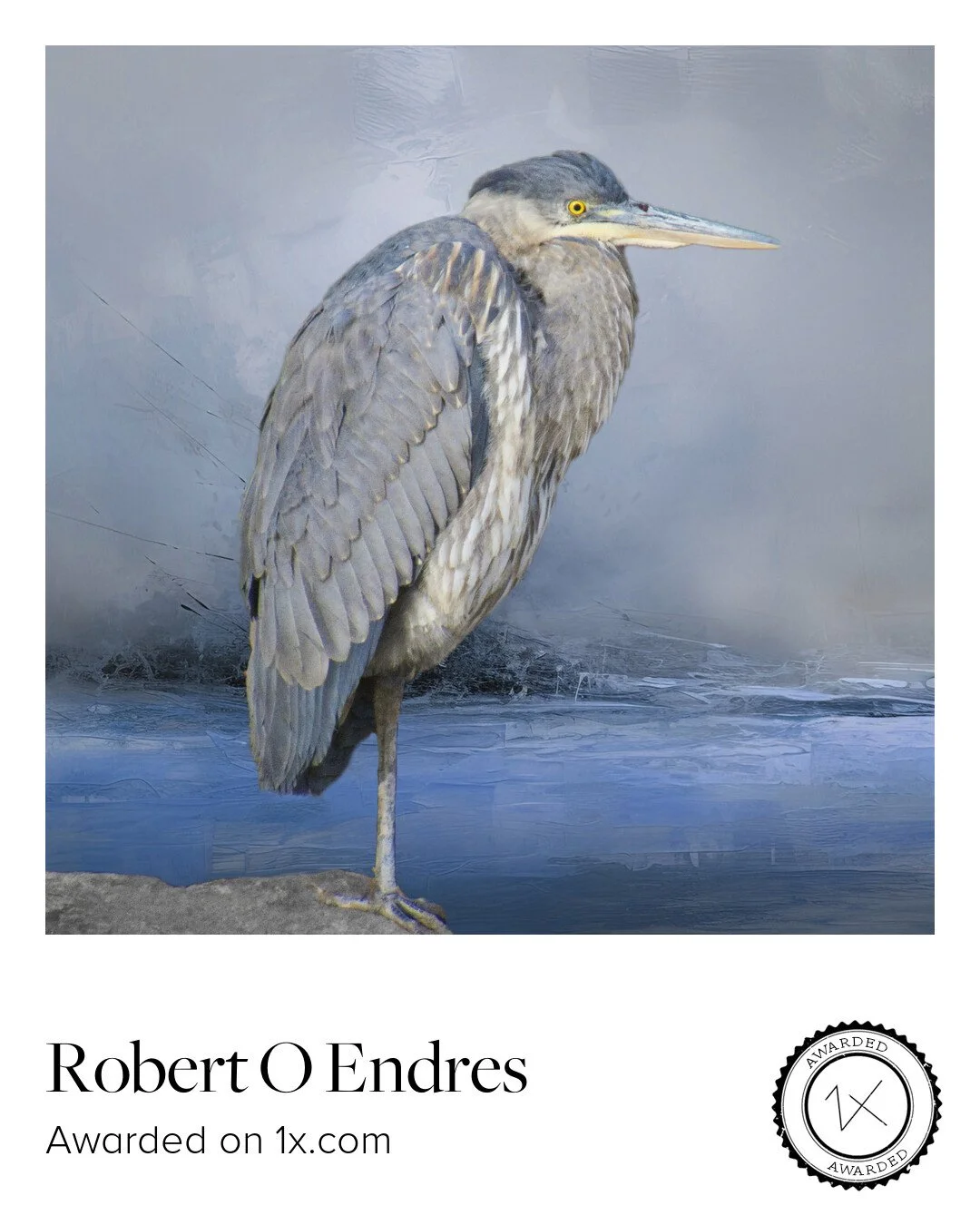 Great Blue Heron at Rest