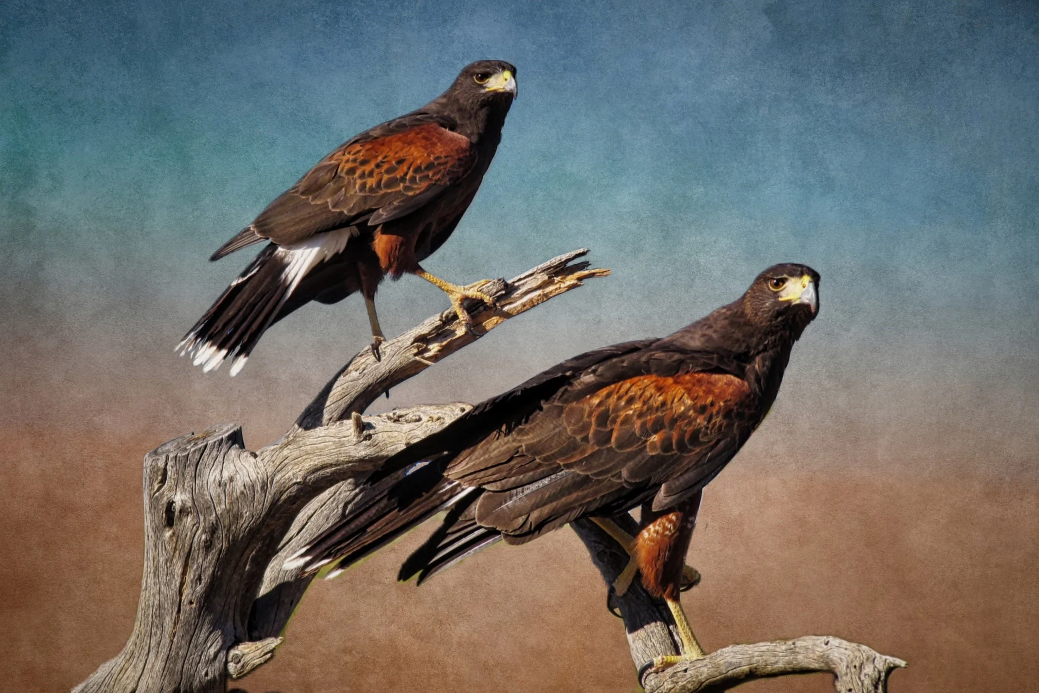 Two hawks perched on a weathered tree branch against a blue sky textured background.