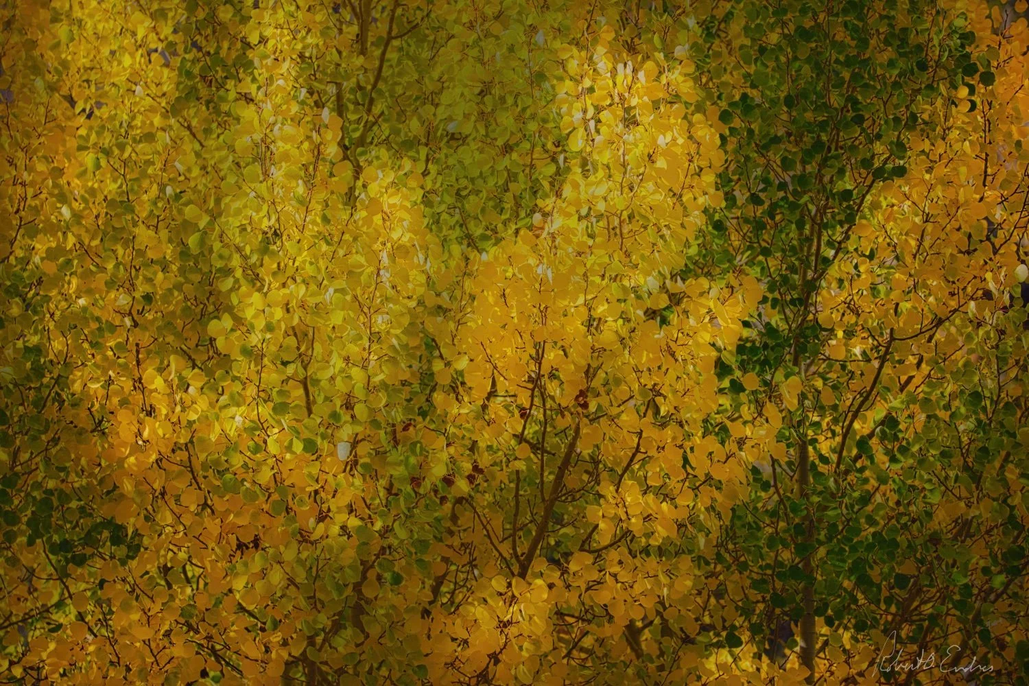 Yellow & Green, Light & Dark