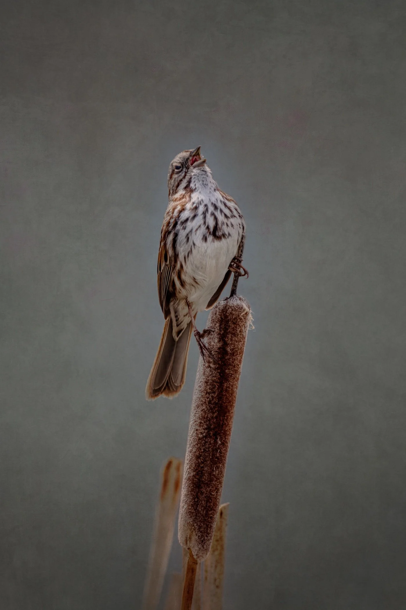 Song Sparrow solo, Echo Lake, Archuleta County, Colorado, USA - April, 2026