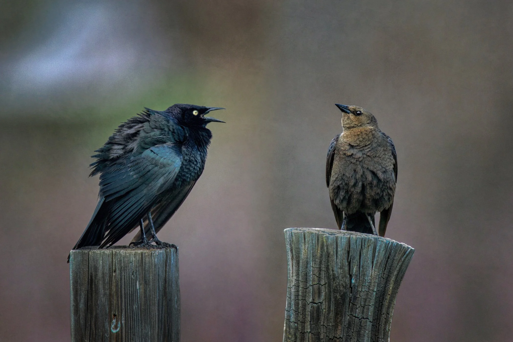 Brewer's Blackbird male (left) and female, Archuleta County, Colorado - May, 2025