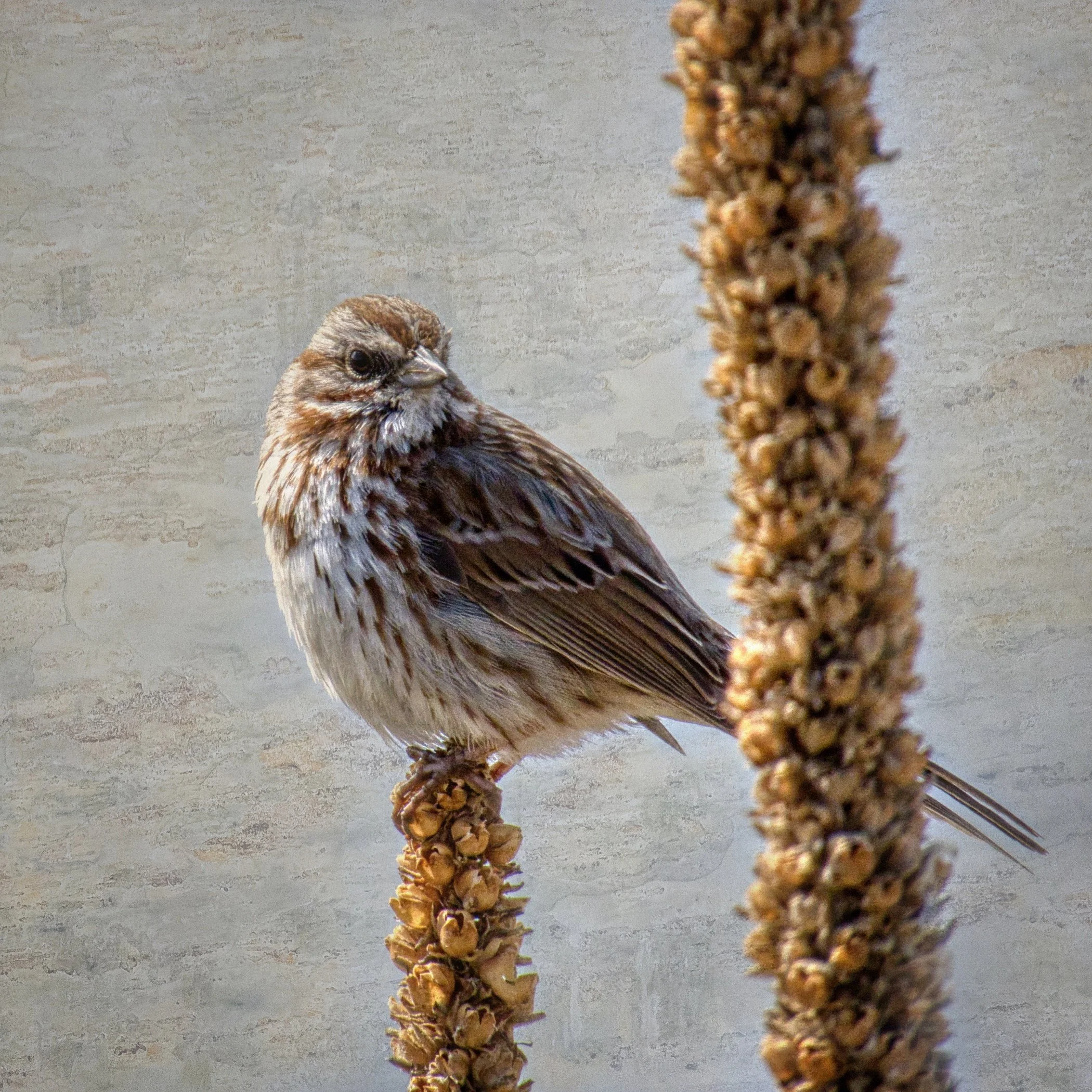Song Sparrow on Common Mullein, Echo Lake, Archuleta County, Colorado - May, 2025