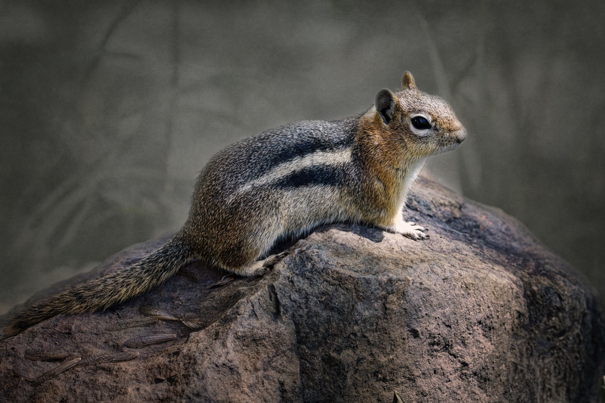 Golden Mantled Ground Squirrel. Pagosa Springs, Colorado, USA - June, 2025