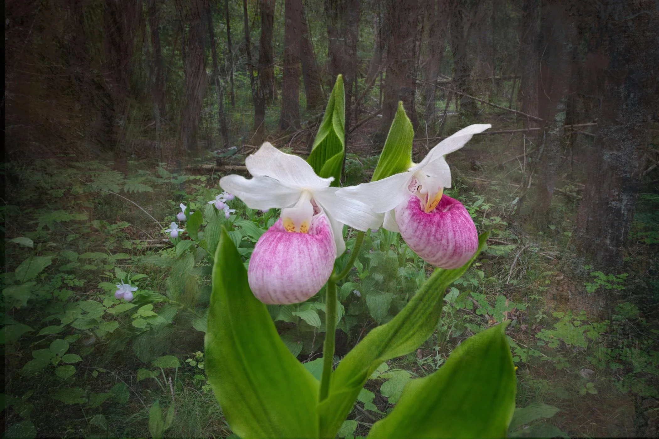 Close-up of pink and white orchids with large green leaves, set against a forest background with trees and green foliage.