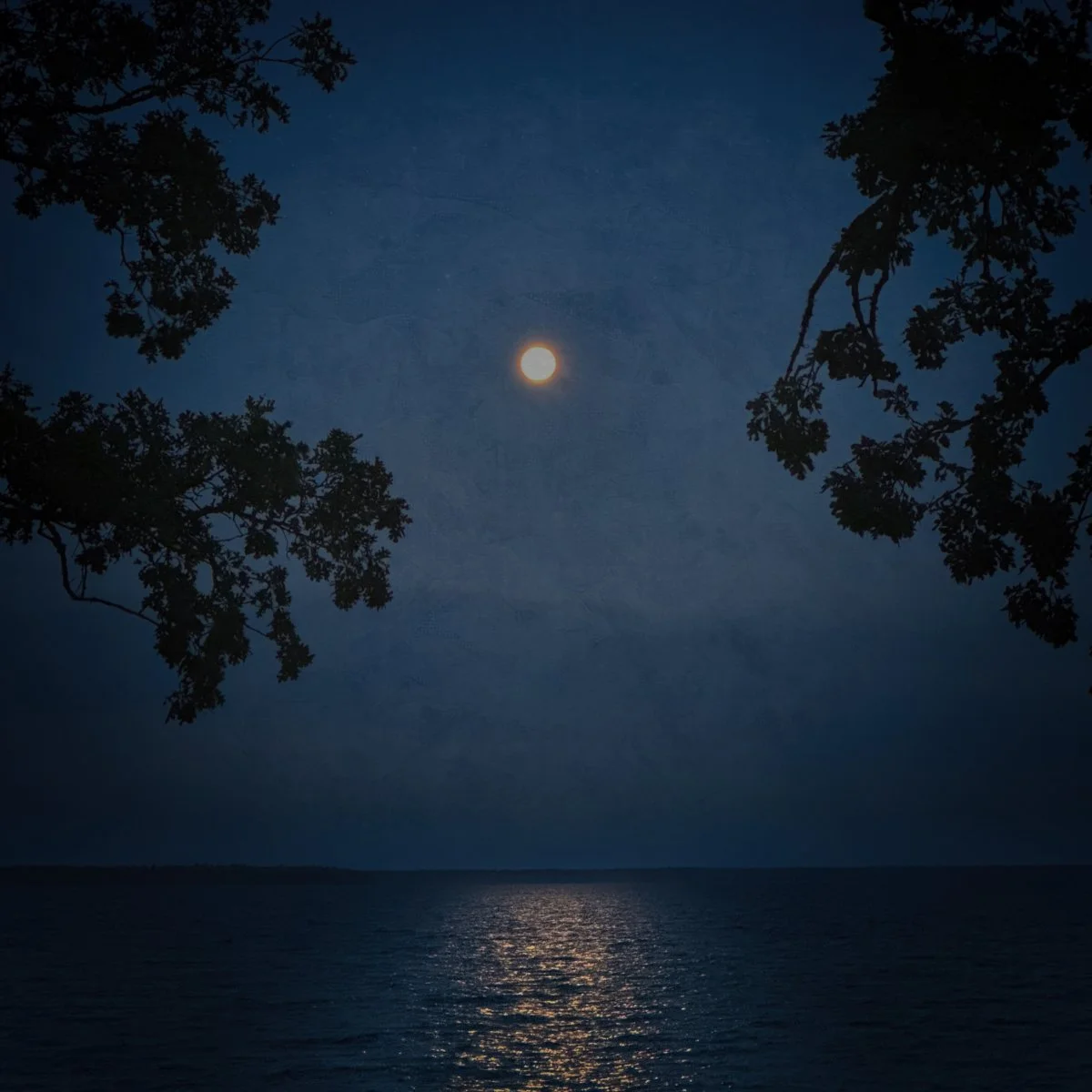 Moon reflecting on a body of water at night, with silhouettes of tree branches surrounding the scene.