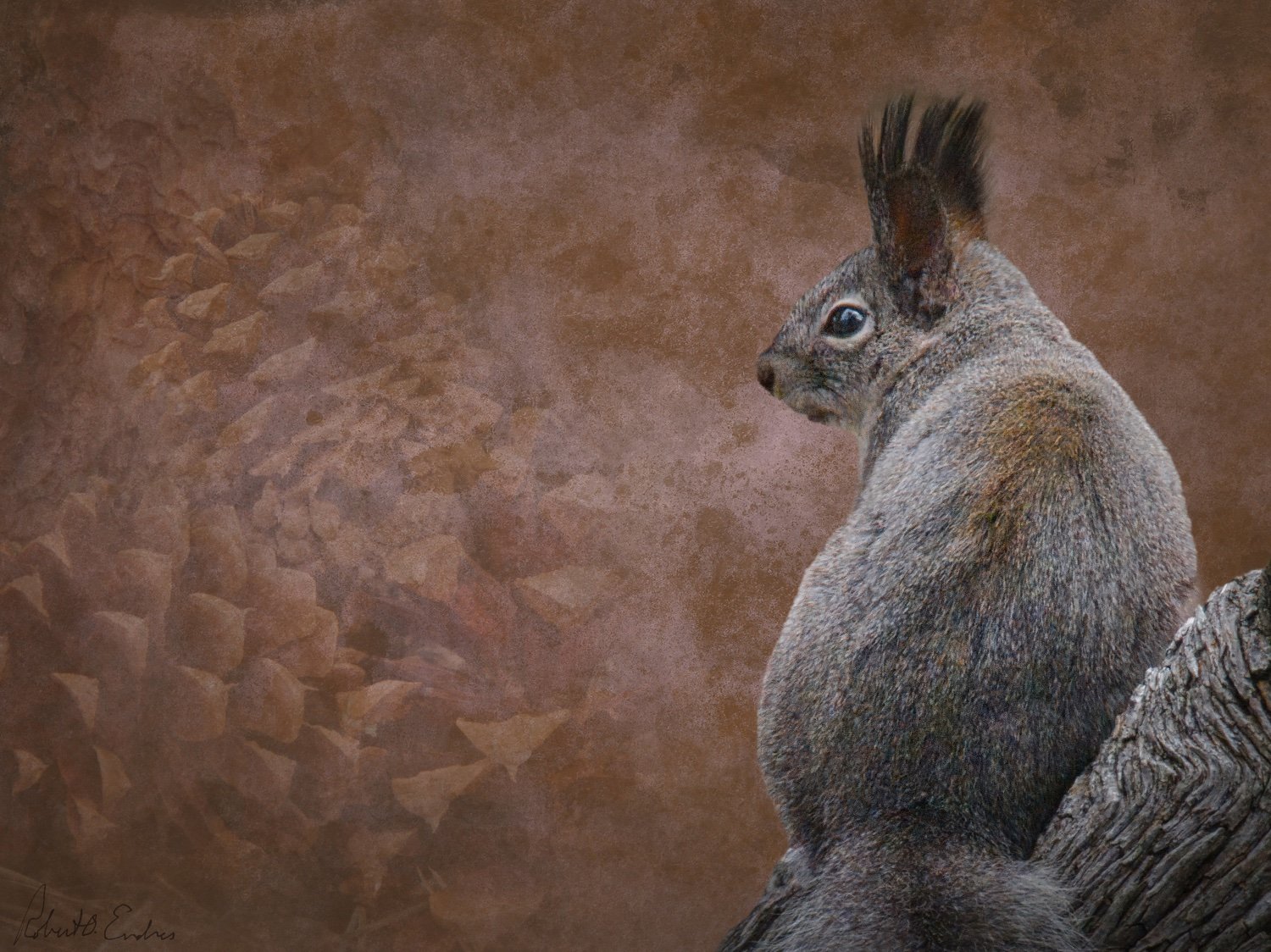 Where Can I Find the Best Cones?