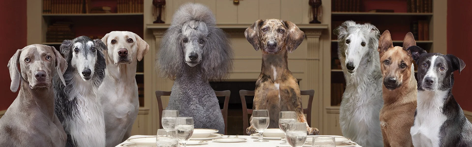 What Really is in Your Pets Food?