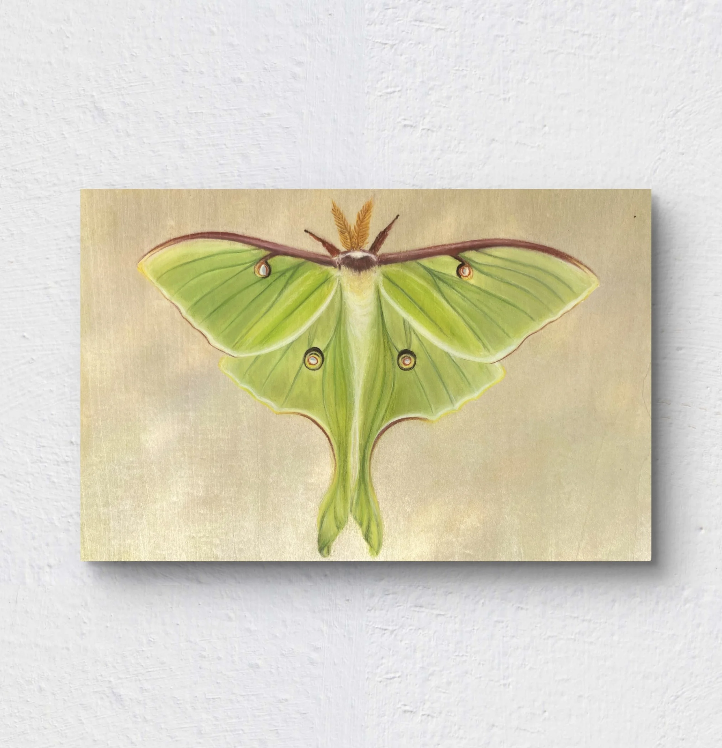 Luna Moth