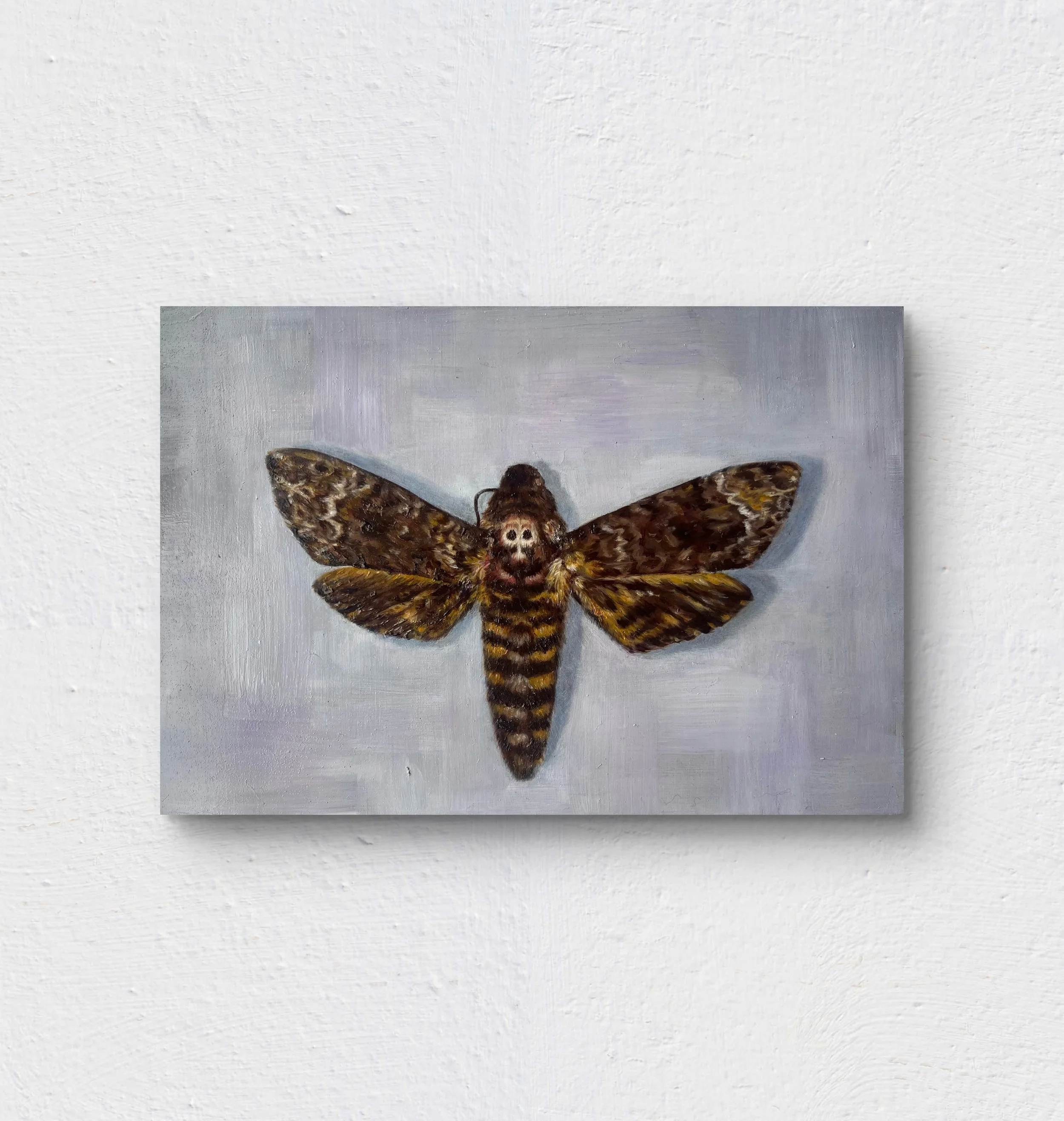 Deaths Head Hawkmoth 