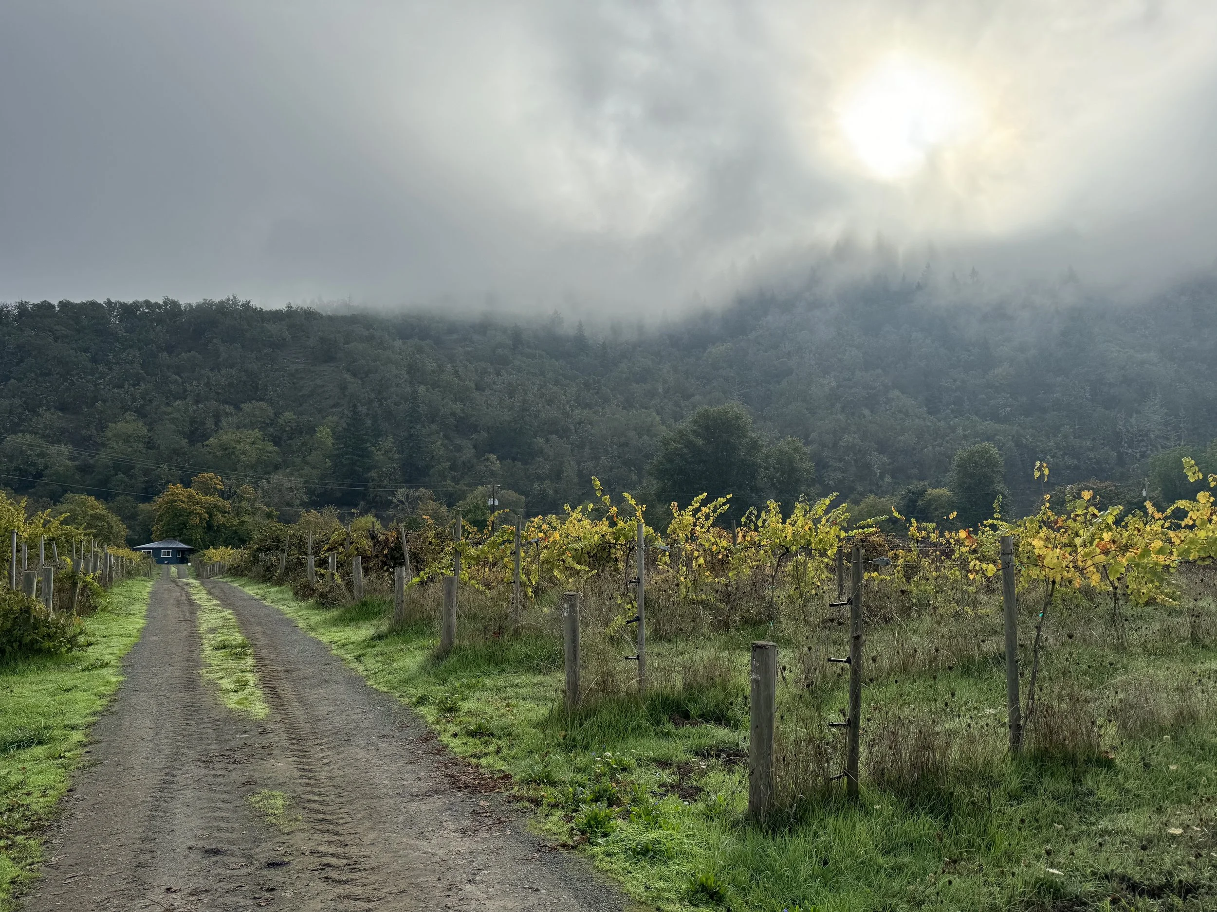 Harvest 2023: Syrah