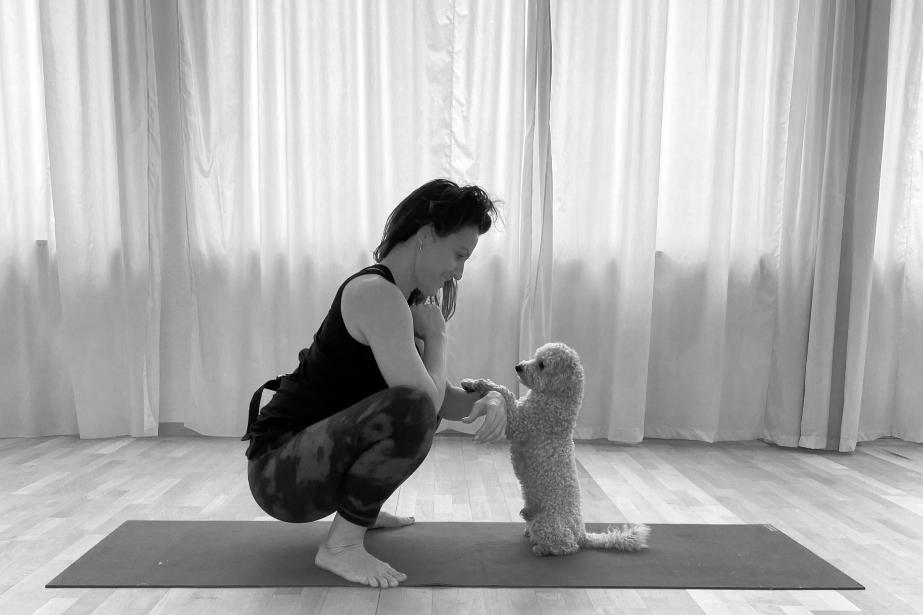 A woman is practicing yoga on a mat while holding a small poodle on its hind legs in a room with cream-colored curtains.