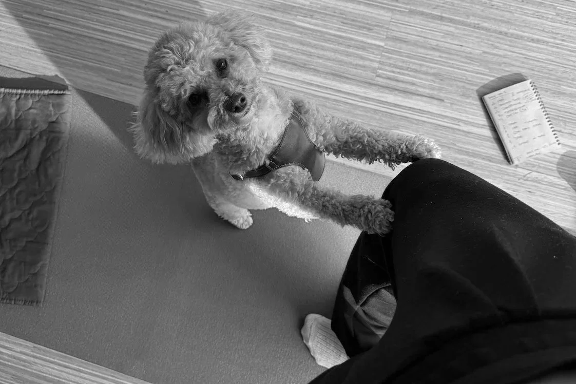 A small curly-haired dog standing on its hind legs on a yoga mat, leaning on a person's leg. The dog is wearing a green harness. A notebook is visible on the wooden floor.