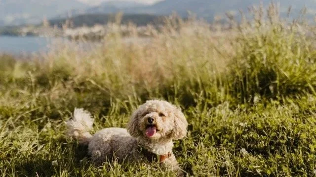Dog & Yoga