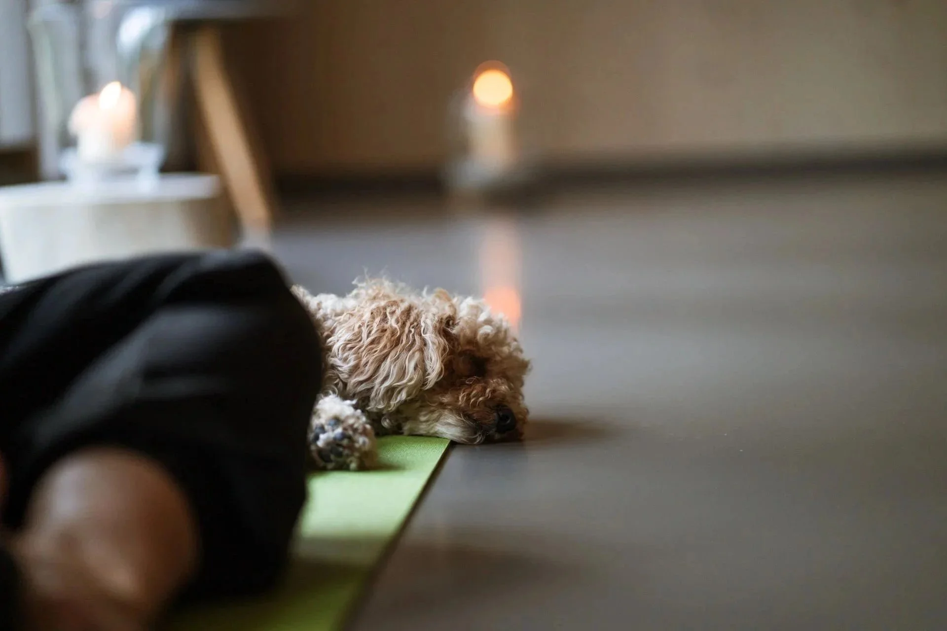 Hund & Yoga Retreat