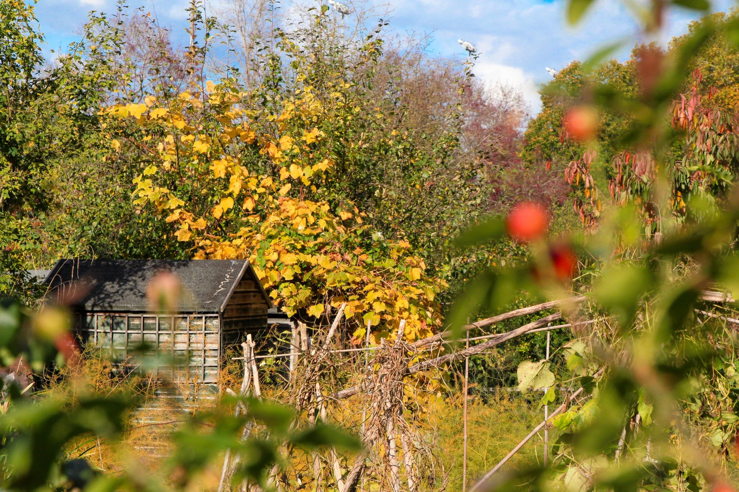 Inside the Allotment: Where Chaos Grows Community