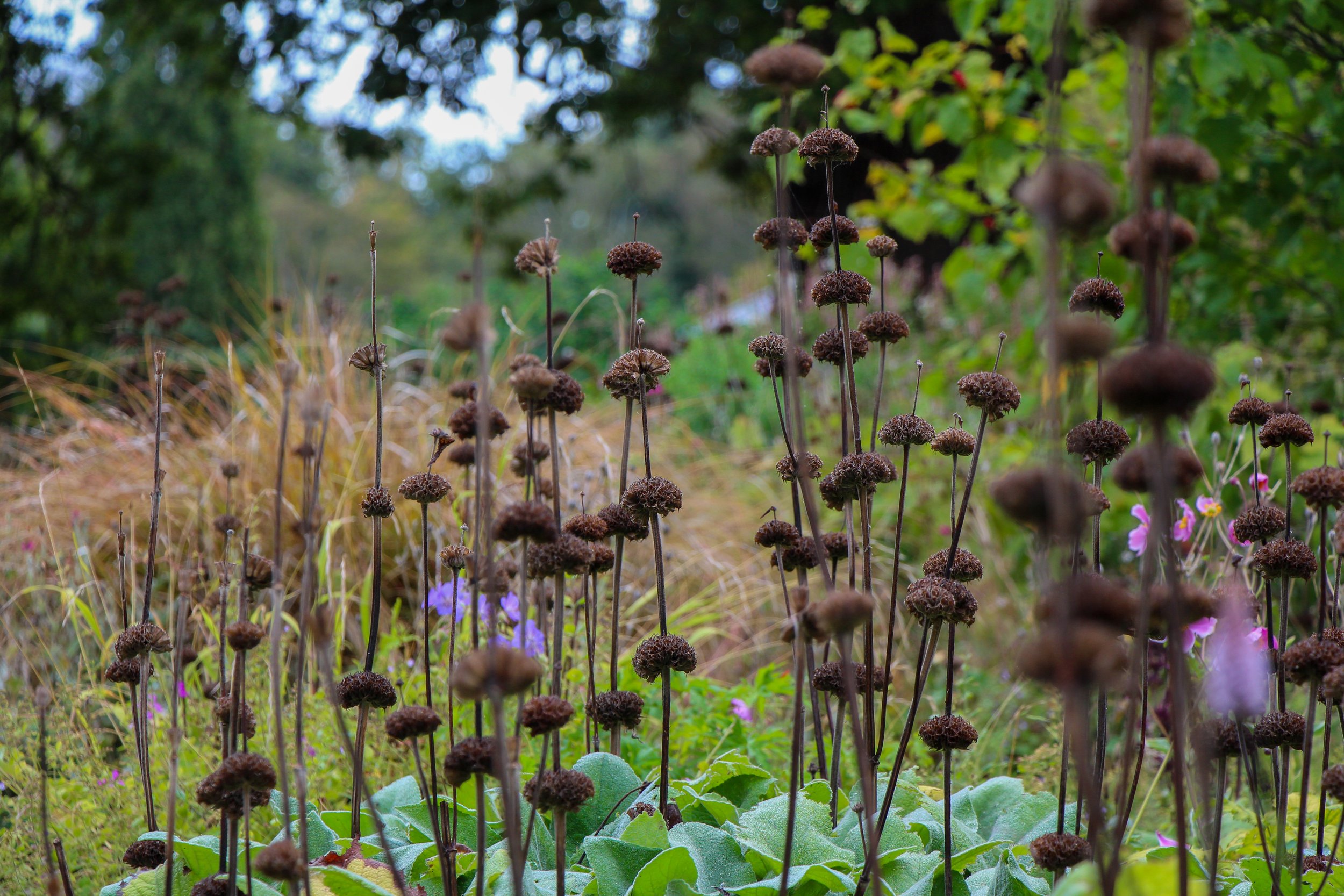 Designing for Winter Interest | A Garden Designer’s Guide