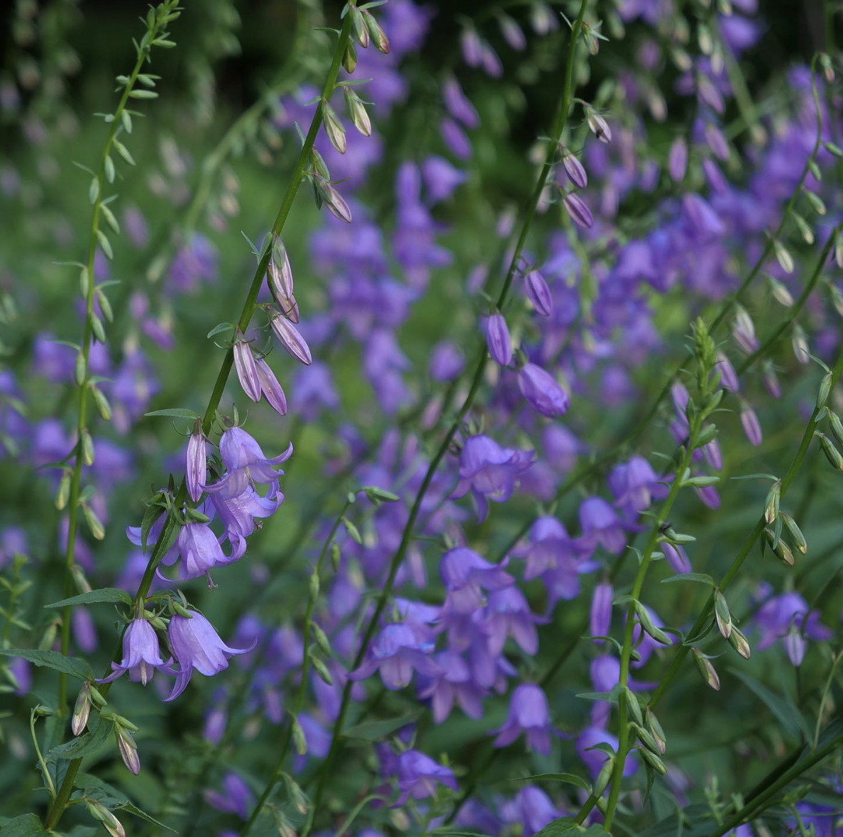 Campanula trachelium | Nettle-leaved Bellflower - UK Native Plant 