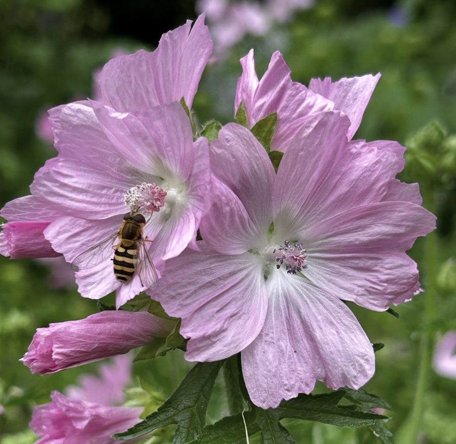 Malva moschata | Musk Mallow - UK Native Plant 