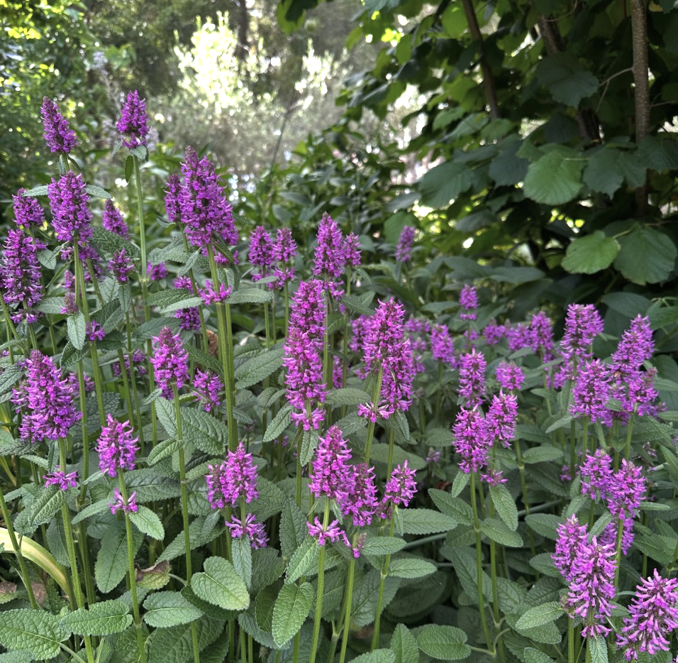 Betonica officinalis | Betony - UK Native Plant