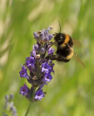 Bumblebee feeding on purple lavender flowers against a soft green background.