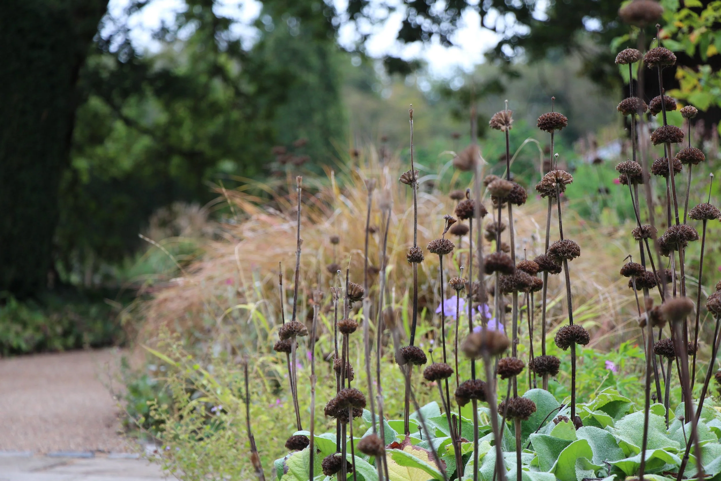 Winter garden border with tall spent flower heads rising above frosted green leaves and tawny ornamental grasses, beside a softly blurred gravel path and trees in the background.