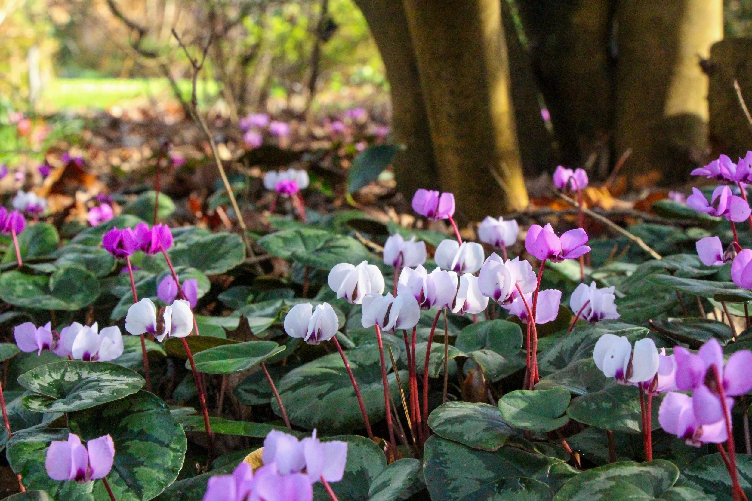 White and pink cyclamen flowers growing beneath trees in dappled woodland shade, surrounded by marbled heart-shaped leaves.