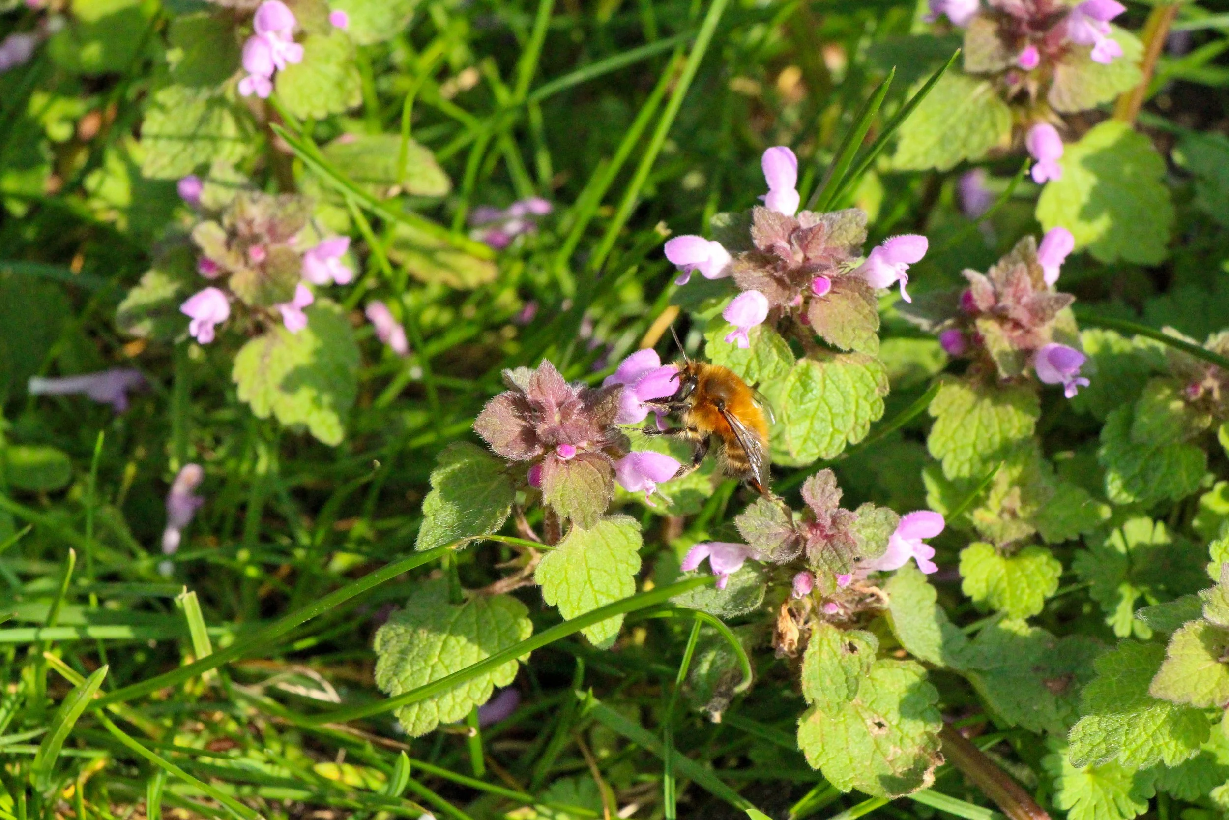 Mixed-species lawn remaining green during dry summer weather
