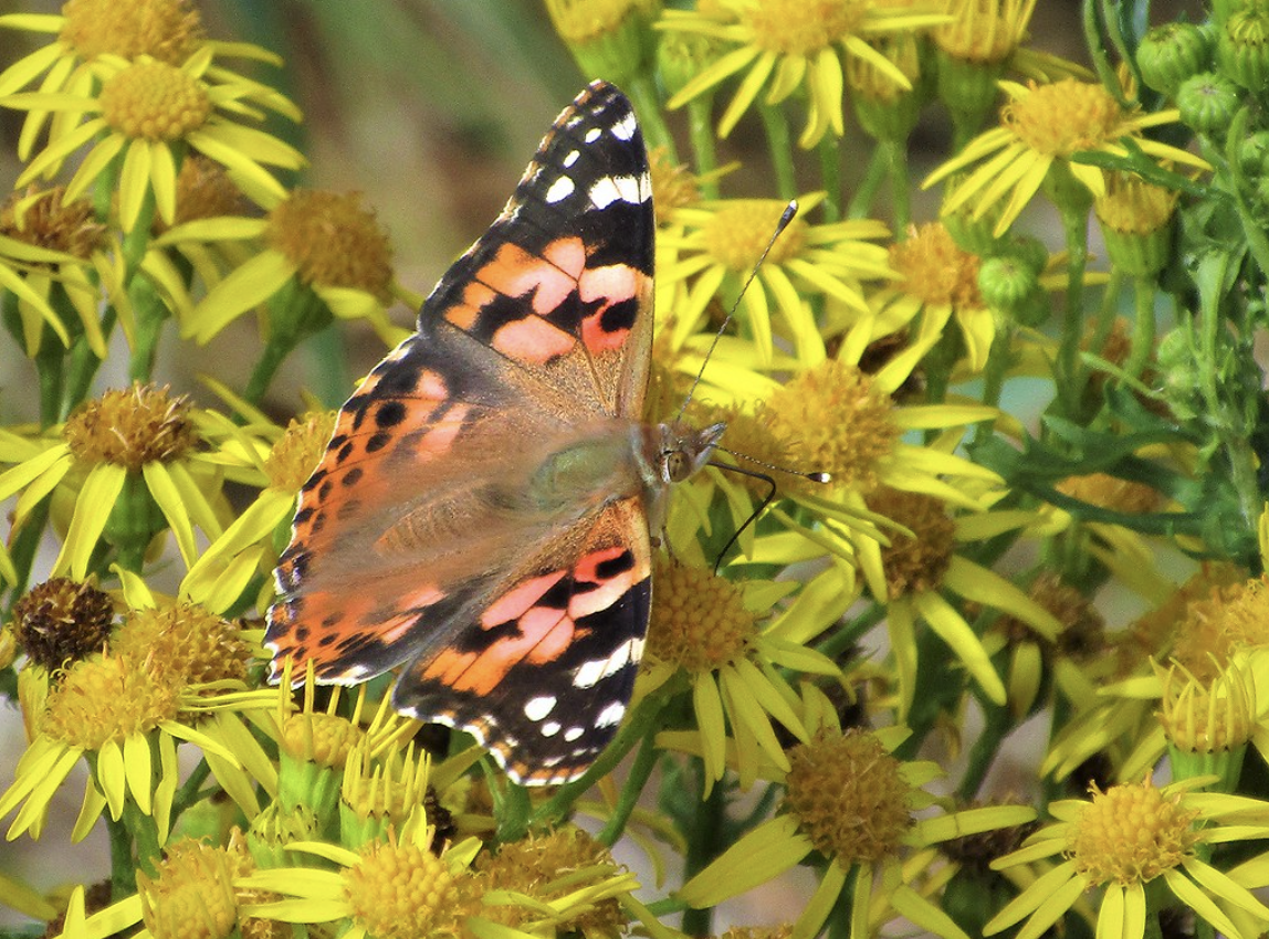 Painted lady butterfly feeding on clusters of bright yellow ragwort flowers.