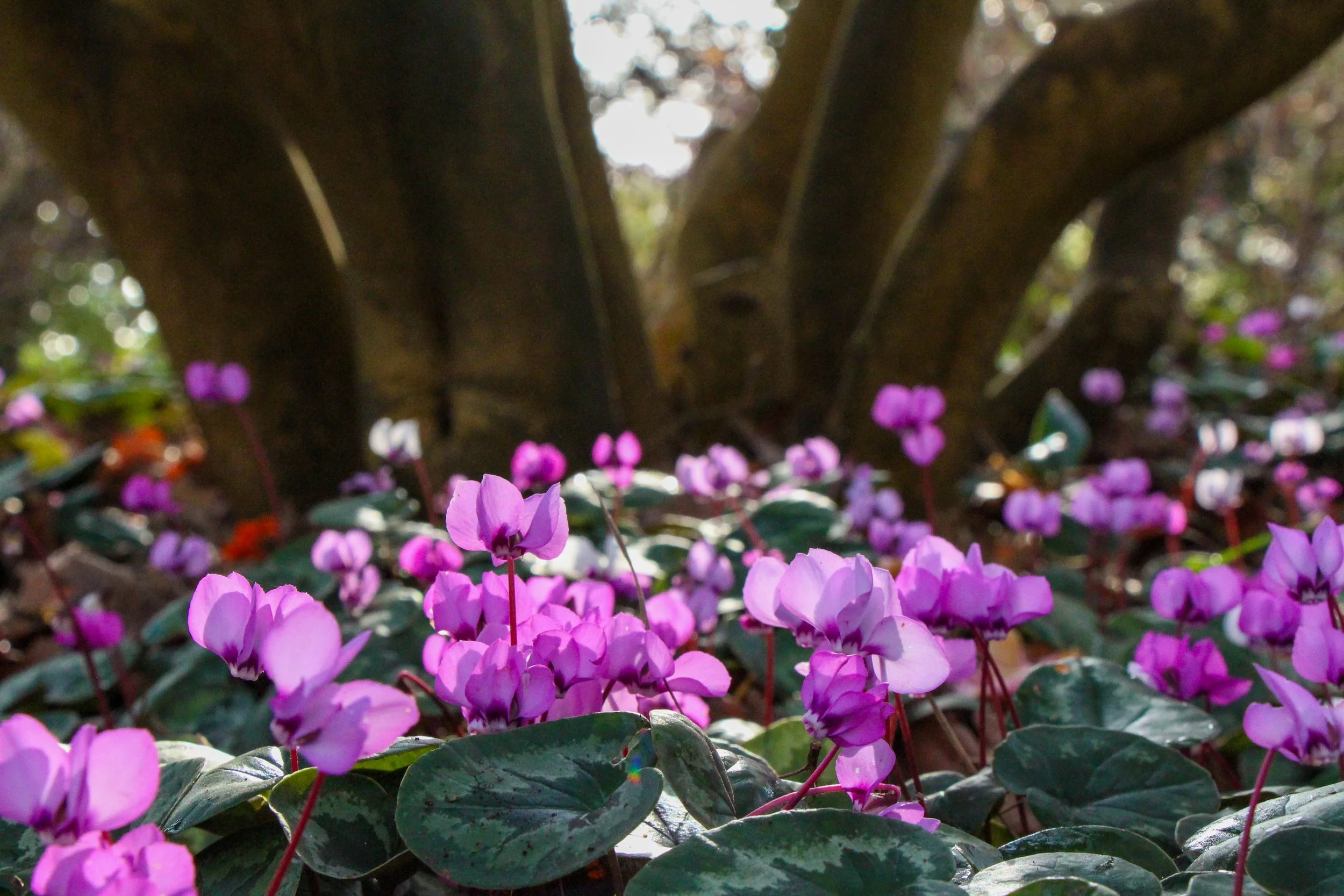 Pink cyclamen flowers growing in dappled shade beneath a large tree, with glossy heart-shaped leaves forming a dense ground cover.