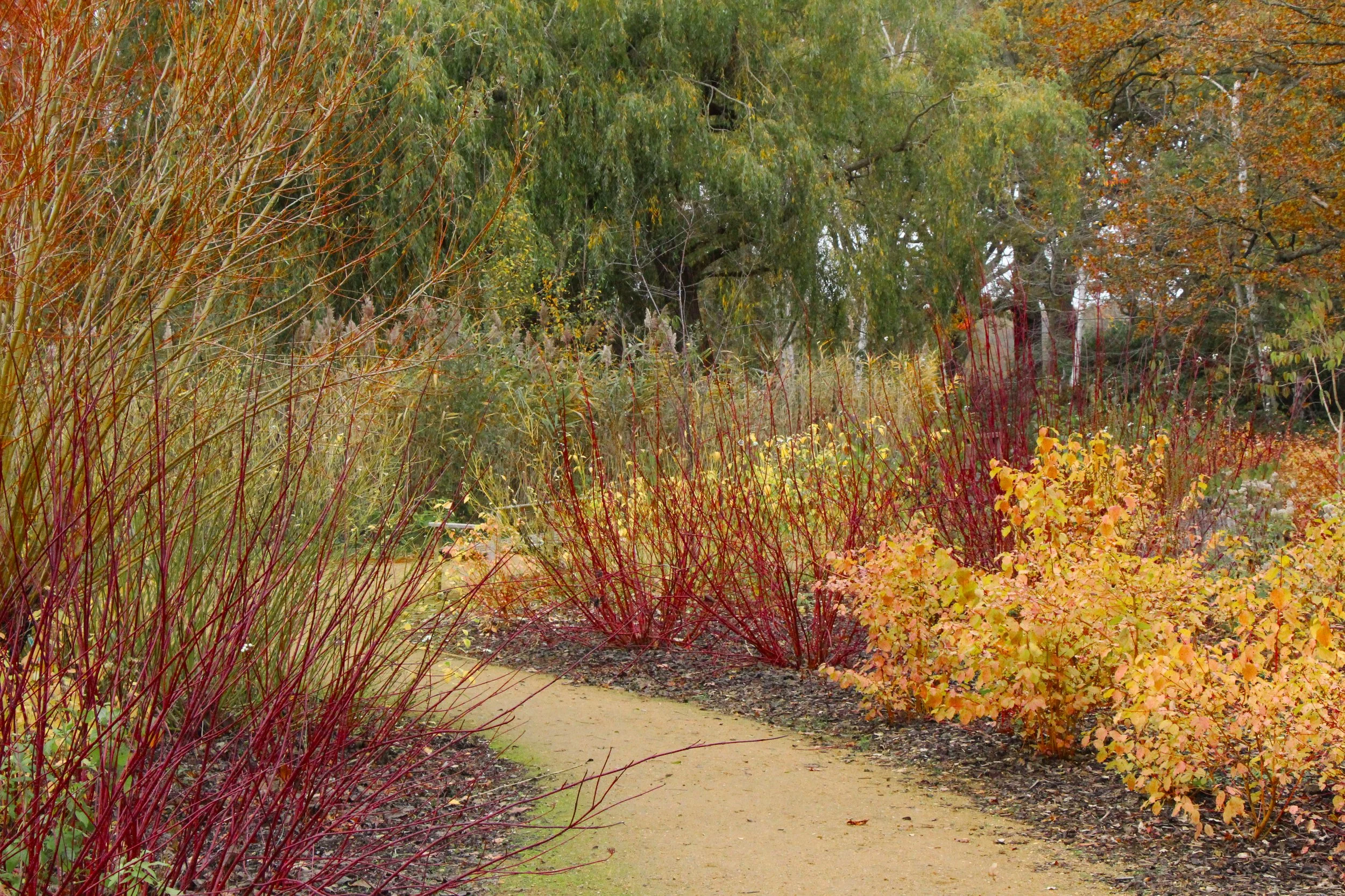 Curving garden path bordered by vivid red winter stems and shrubs with golden autumn foliage, set against soft green trees in the background, highlighting strong seasonal colour and structure.