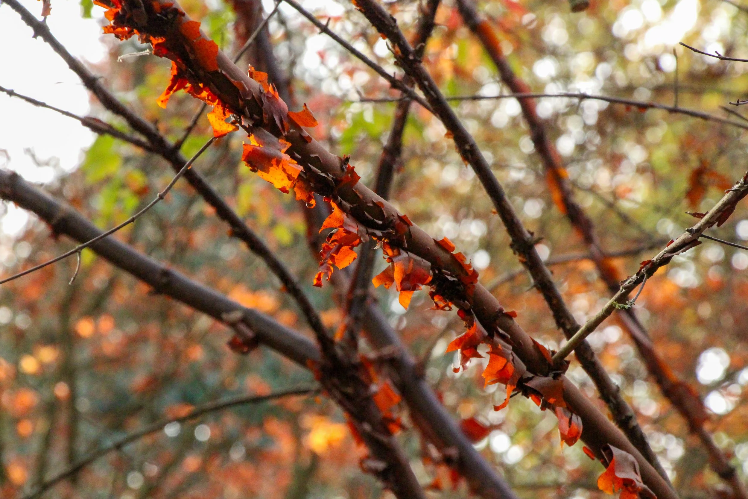 Close-up of peeling, papery bark curling from slender branches, revealing warm copper and orange tones against a softly blurred autumn woodland background.