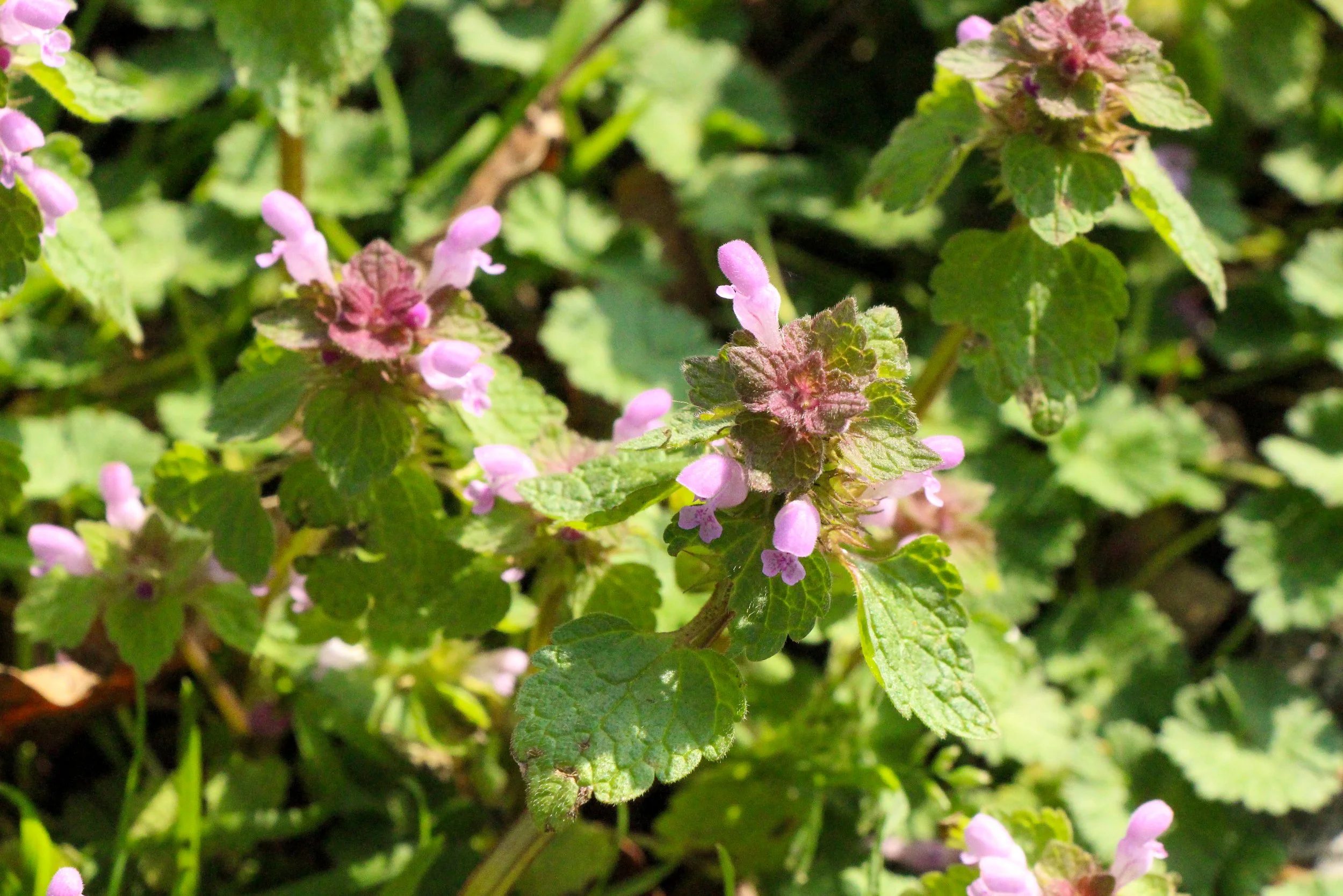 Red Dead-Nettle -  A Gardeners Biodiversity Hack.