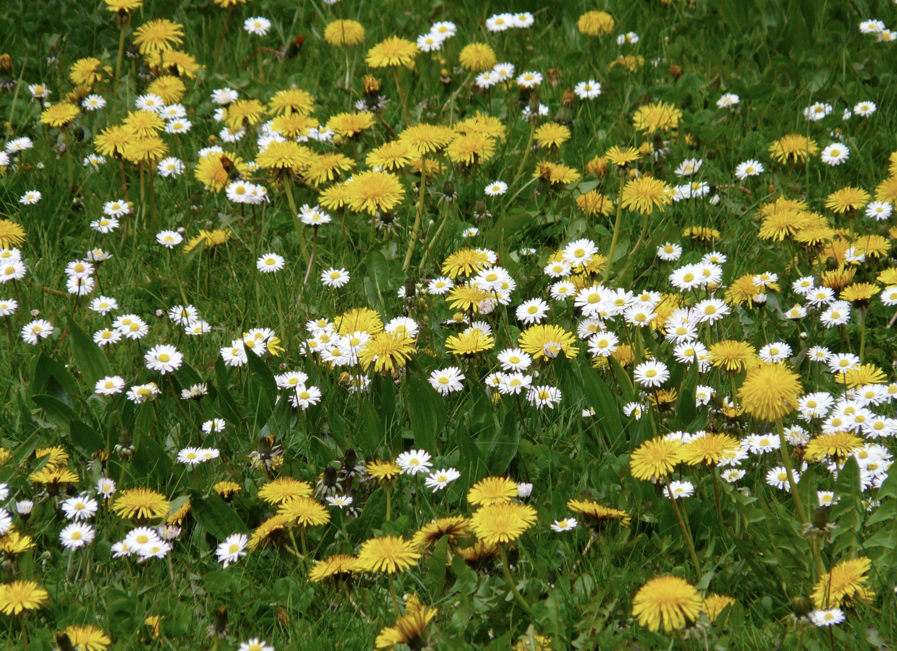 Stop Fighting Your Lawn: Why ‘Mongrel Lawns’ Are Better for Wildlife and Gardeners