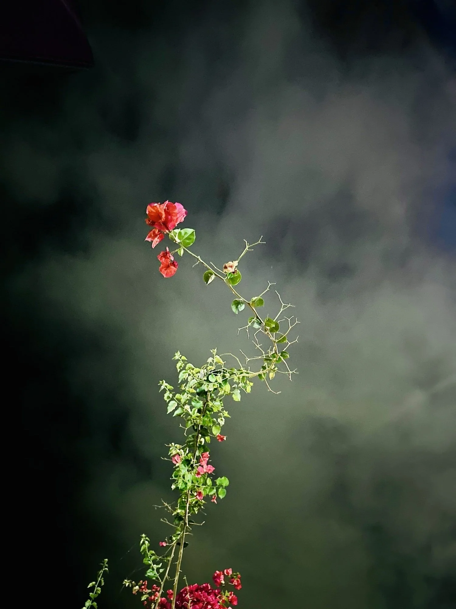 rose.jpeg