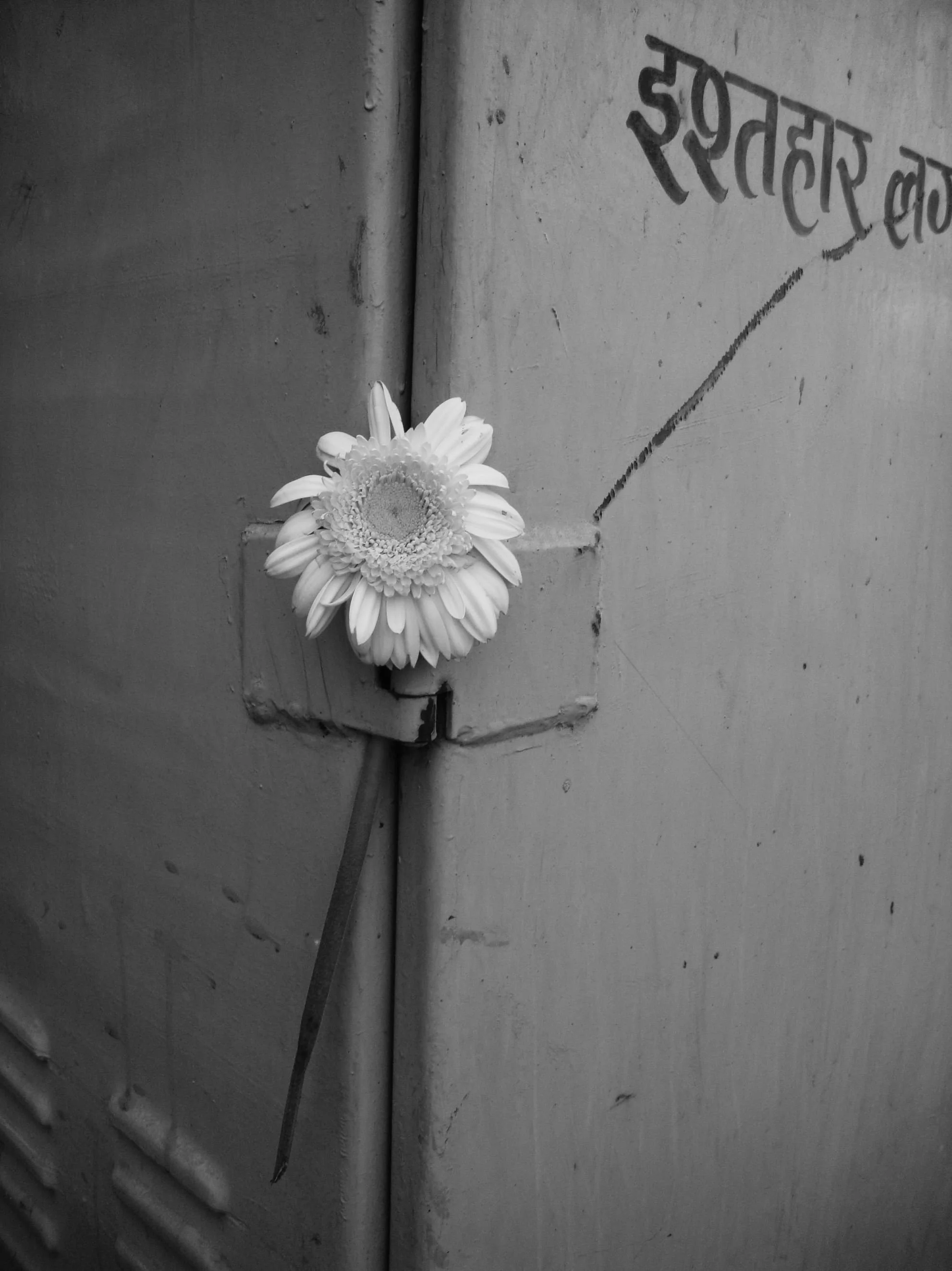 INDIA FLOWER.jpeg