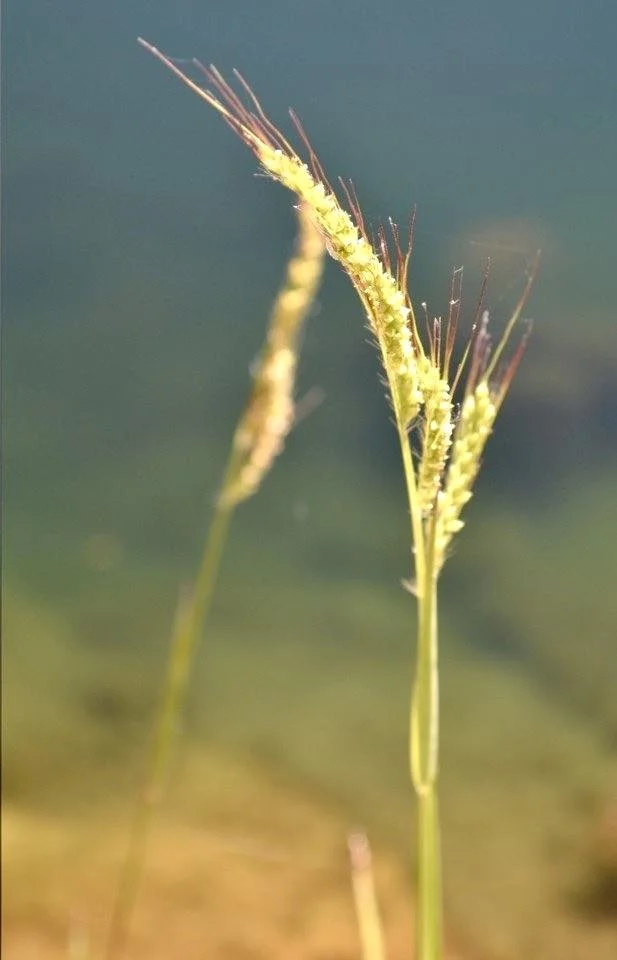 WHEAT.jpeg