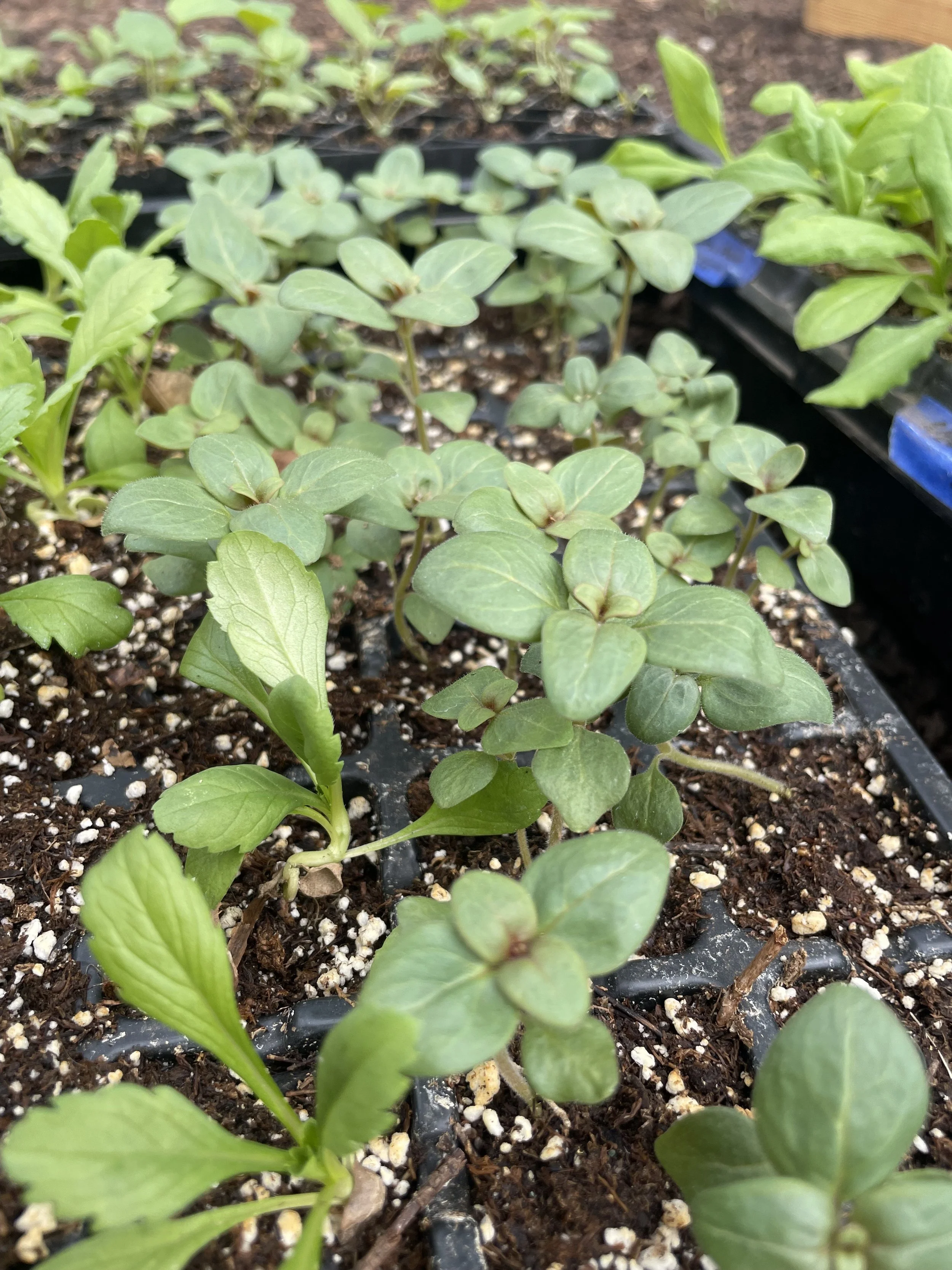 Grow Your Own Cut Flower Garden Box- Mixed Summer Bouquet Collection