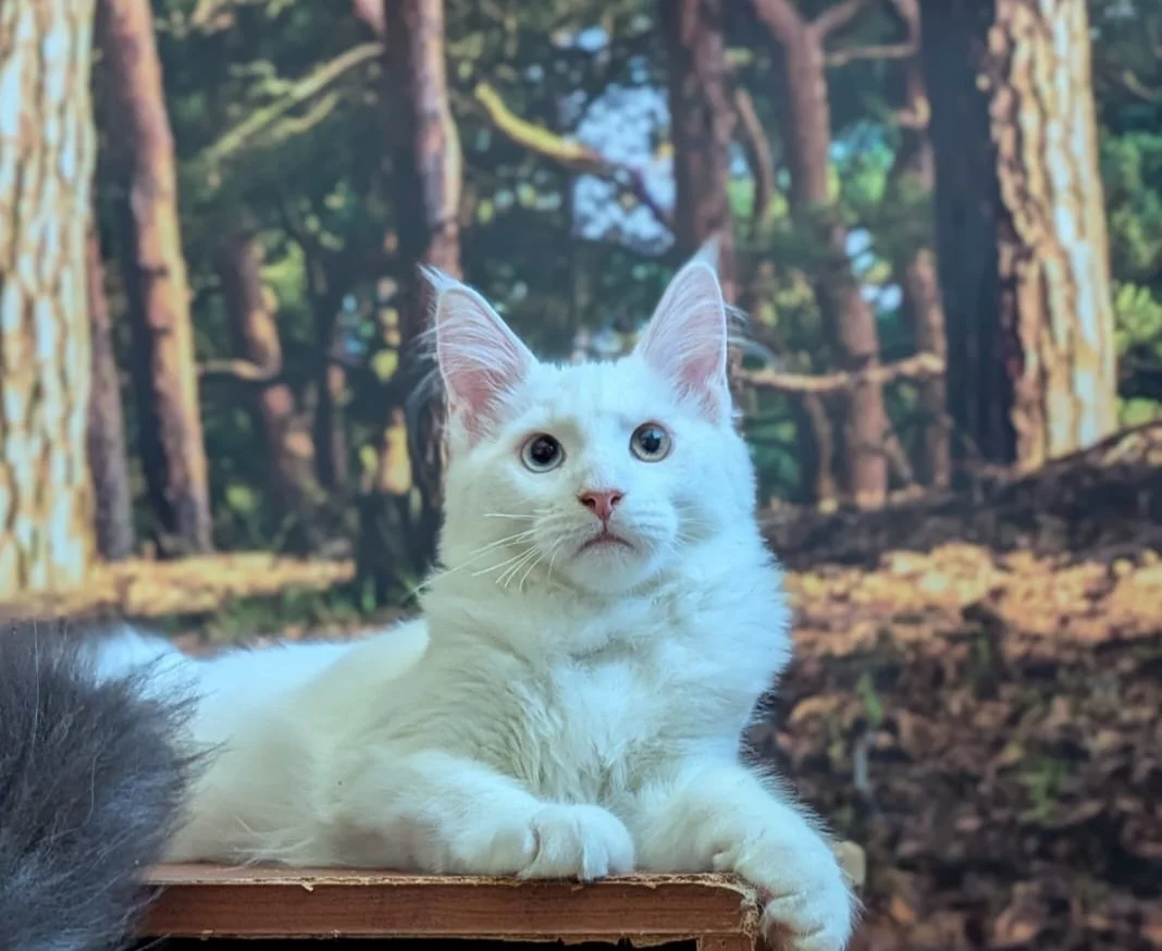 WHITE ODD EYE BOY-GENIE.jpg