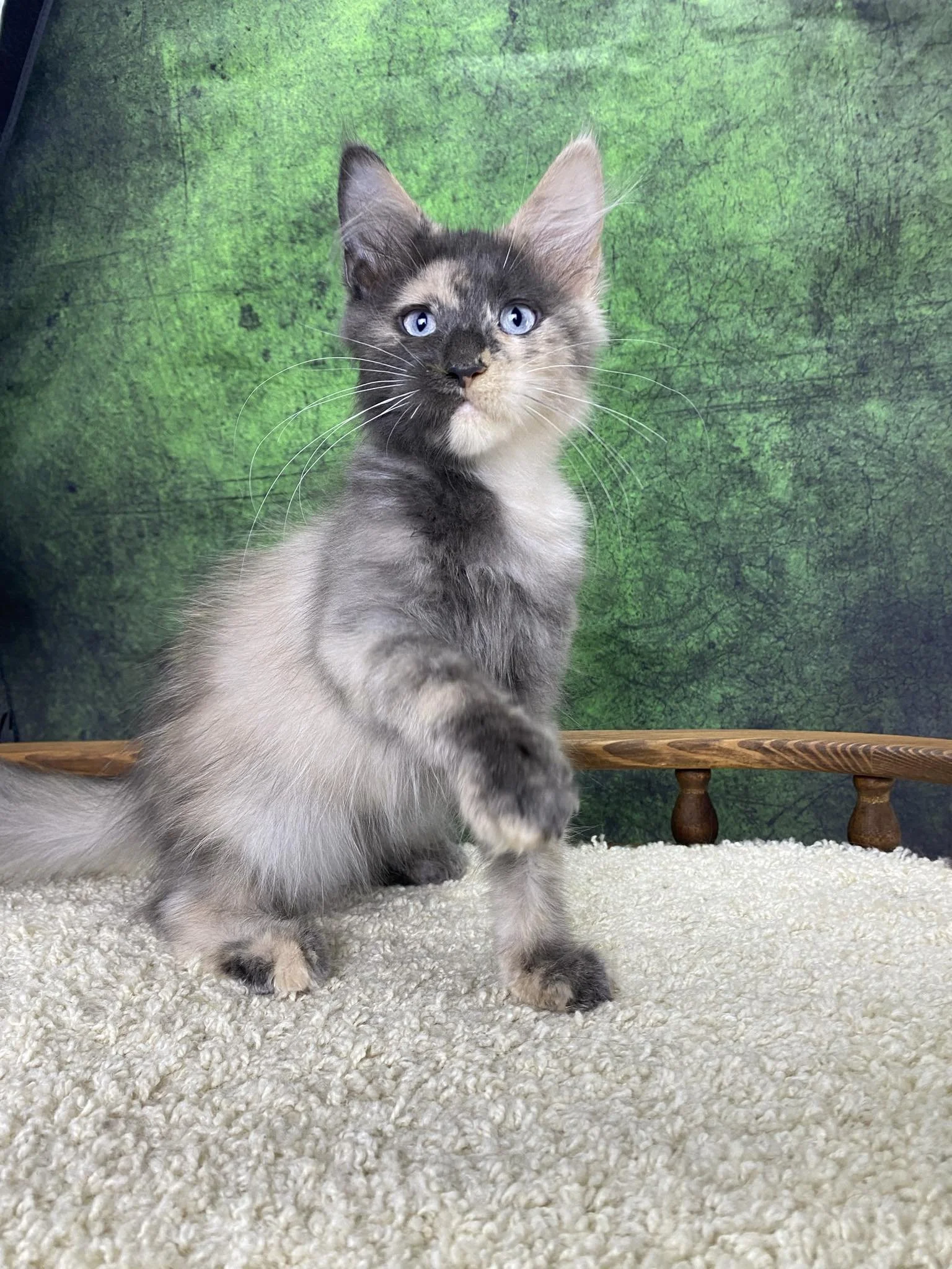 how to Safety proof your home for your new maine coon kitten