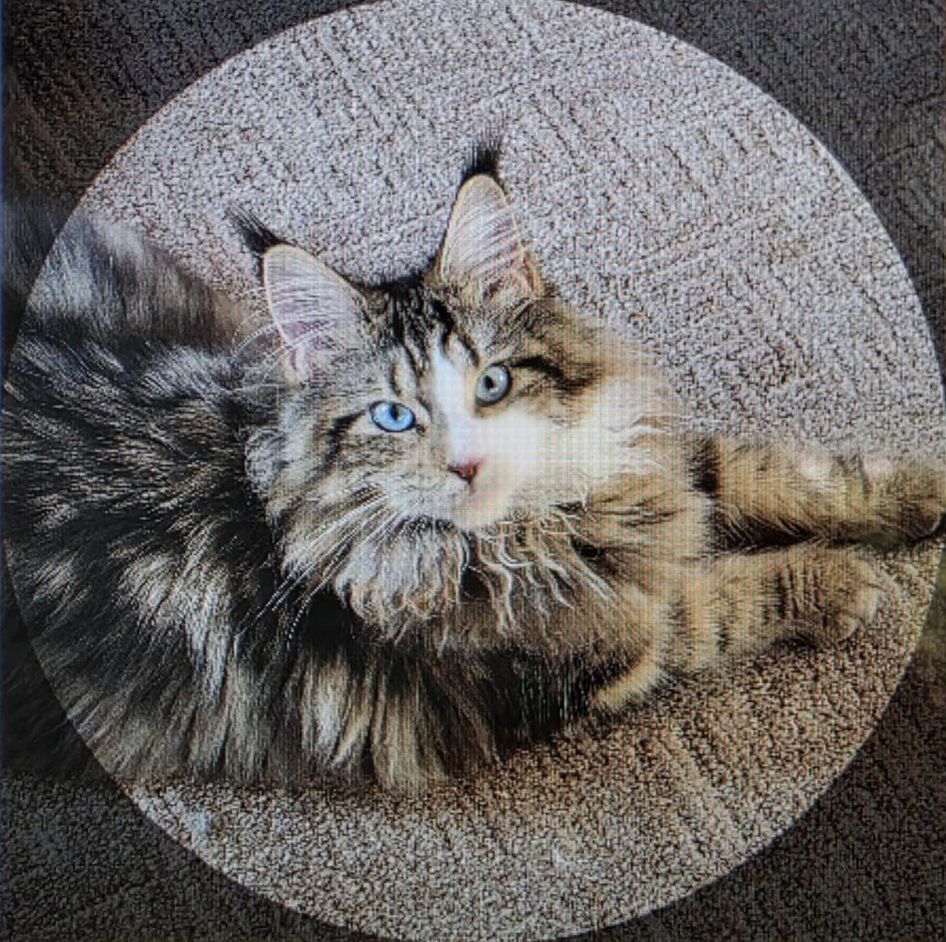 How to find a reputable maine coon breeder