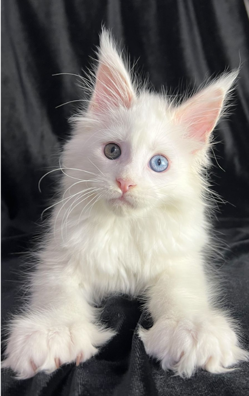 HEART DISEASE IN MAINE COONS