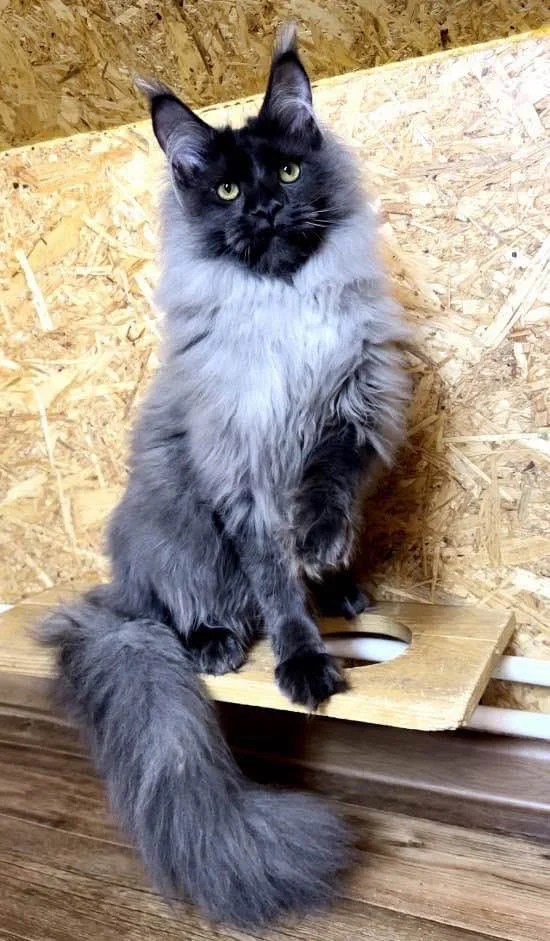 BLUE SMOKE MALE.jpeg