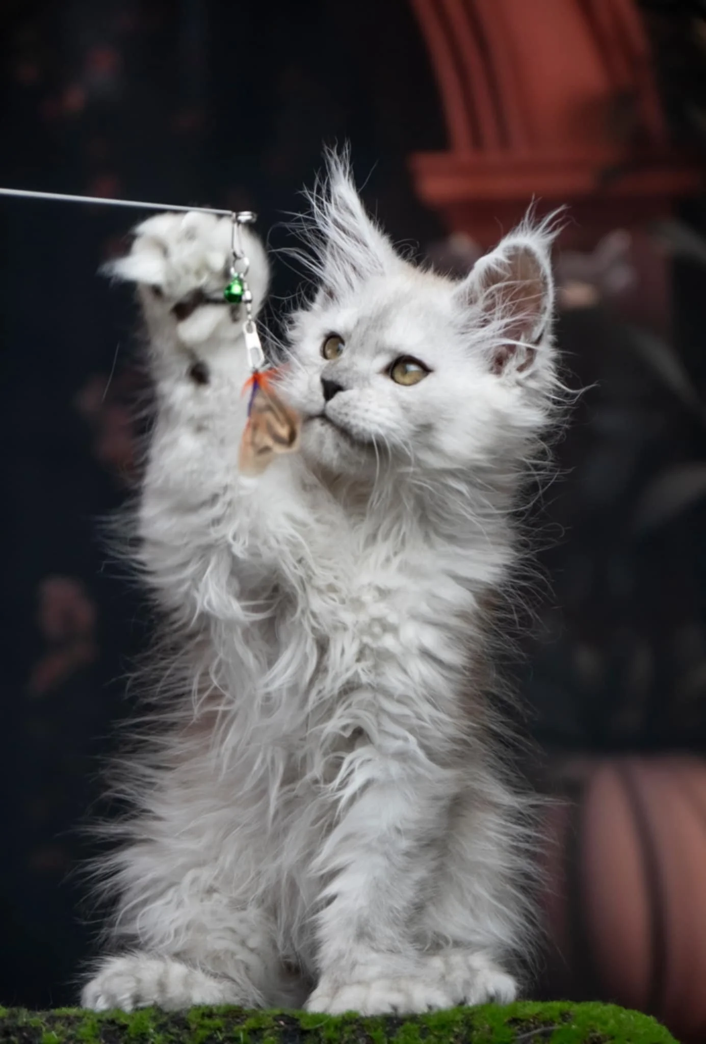 LUCIANNA 2 MARCH 2025.jpeg