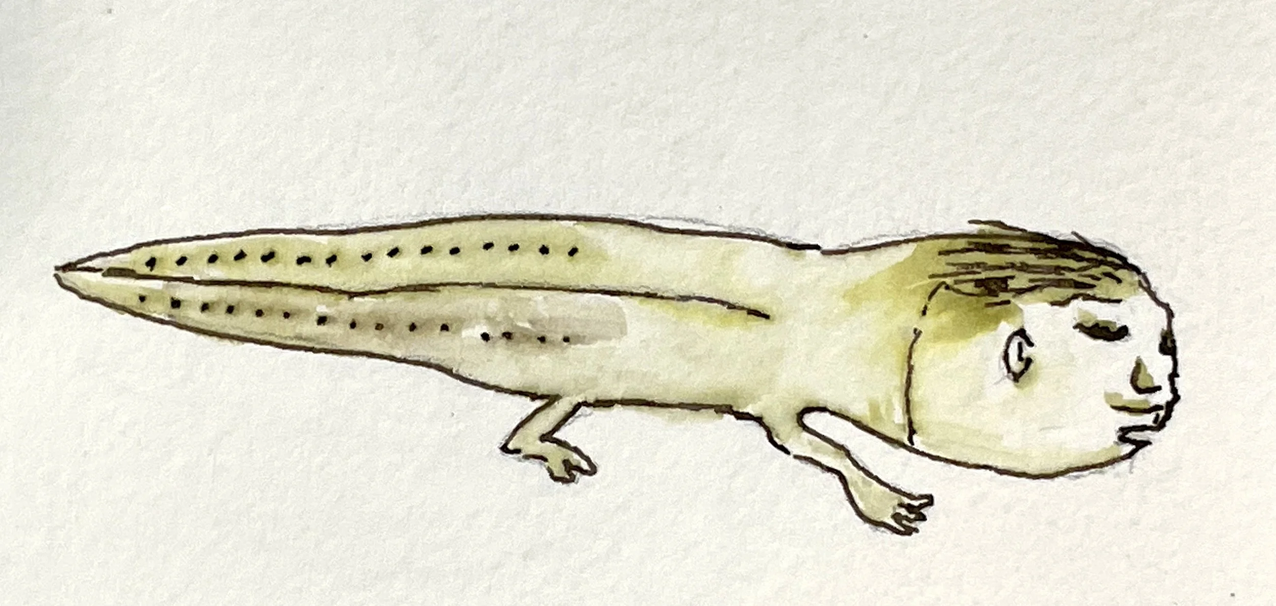 salamander.jpg