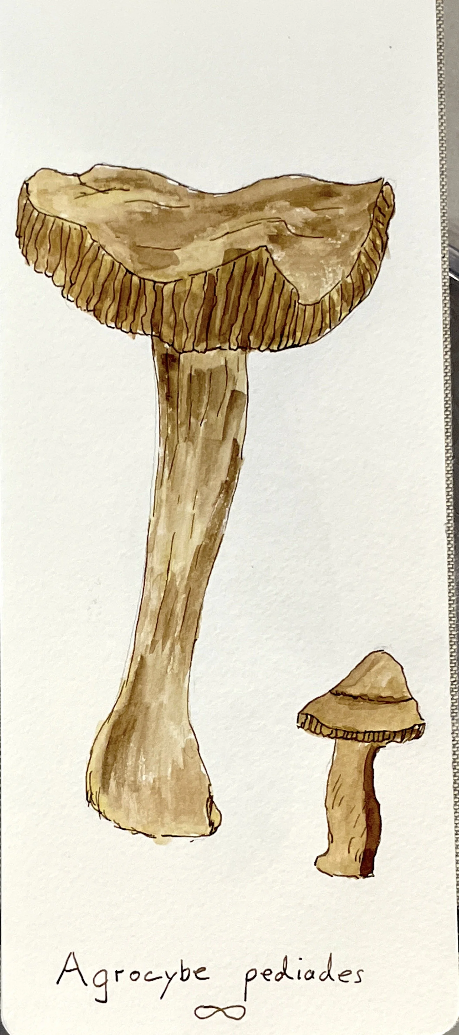 mushroom.JPG