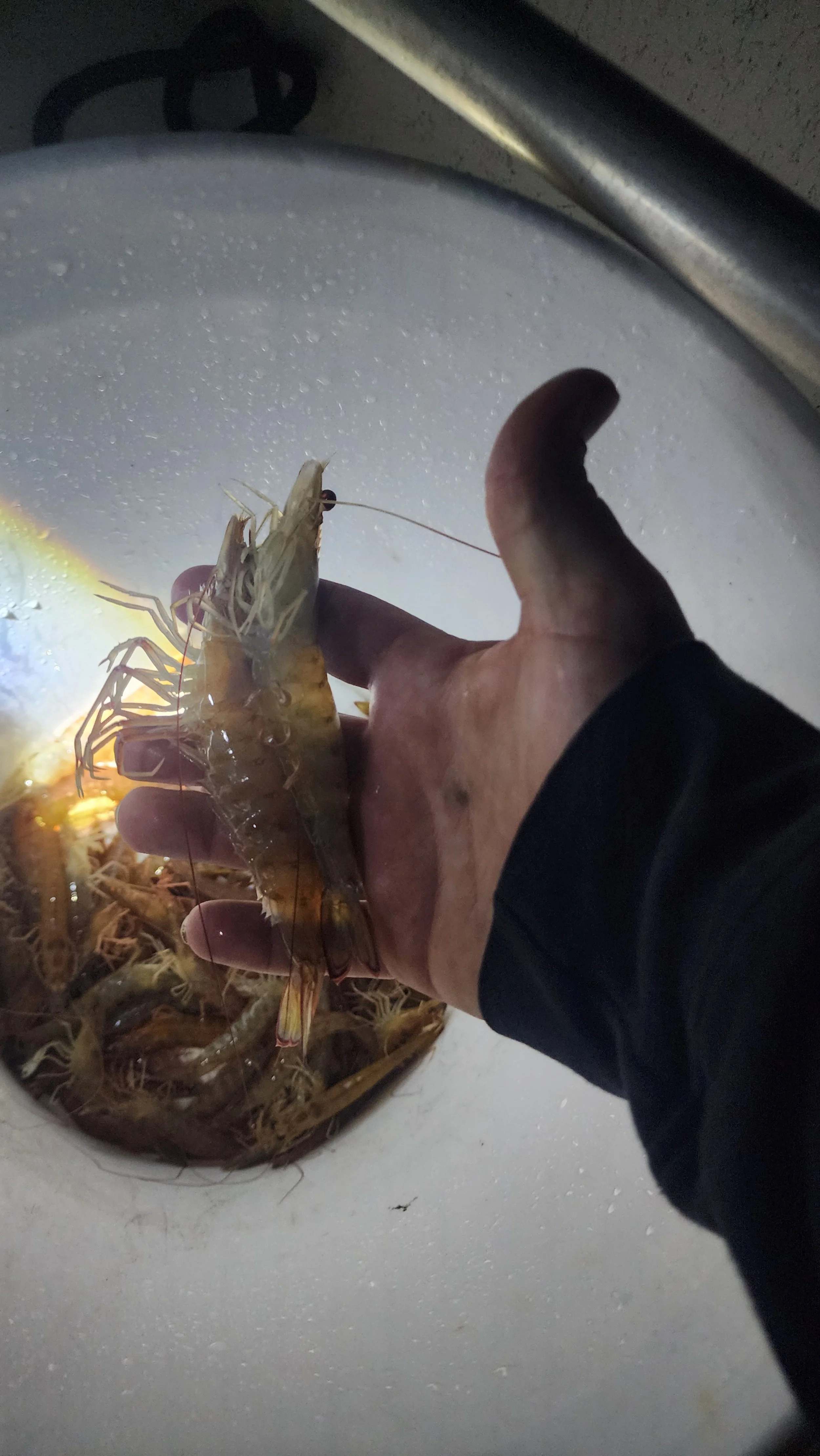 A person holding a live lobster over a white sink filled with more lobsters.