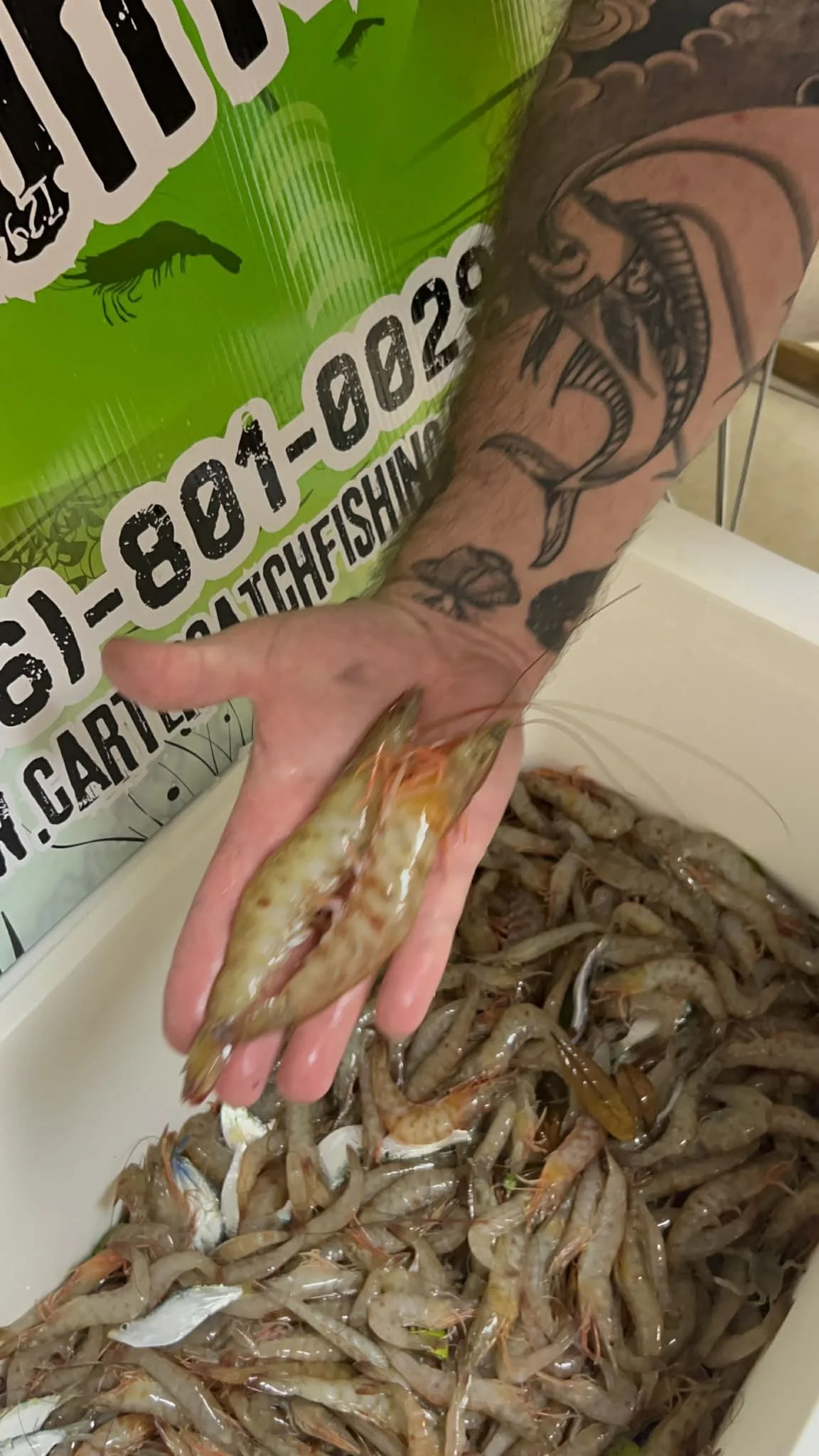 A person with a tattooed arm holding a shrimp above a large container filled with live shrimp.