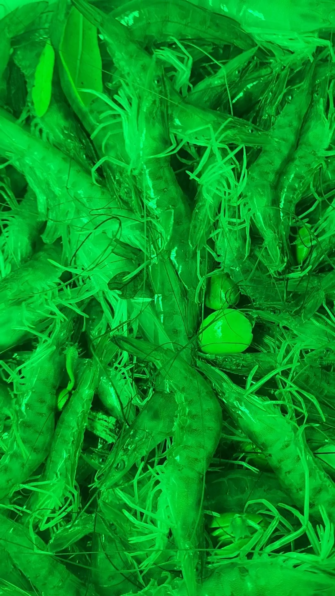 A pile of shrimp illuminated in green light, with some shells and tails visible.