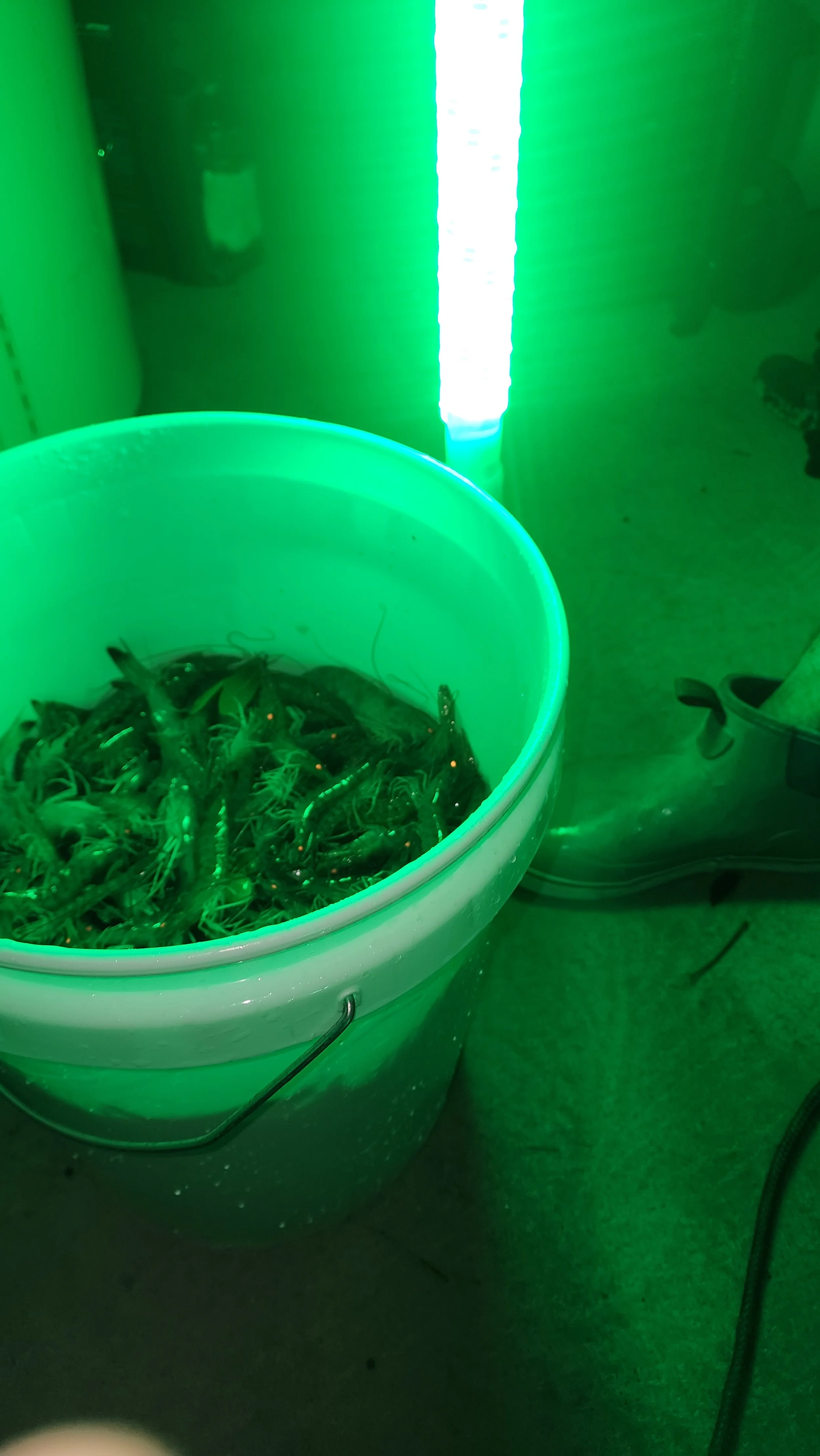 A bucket filled with live shrimp illuminated by green light in a store or market setting.