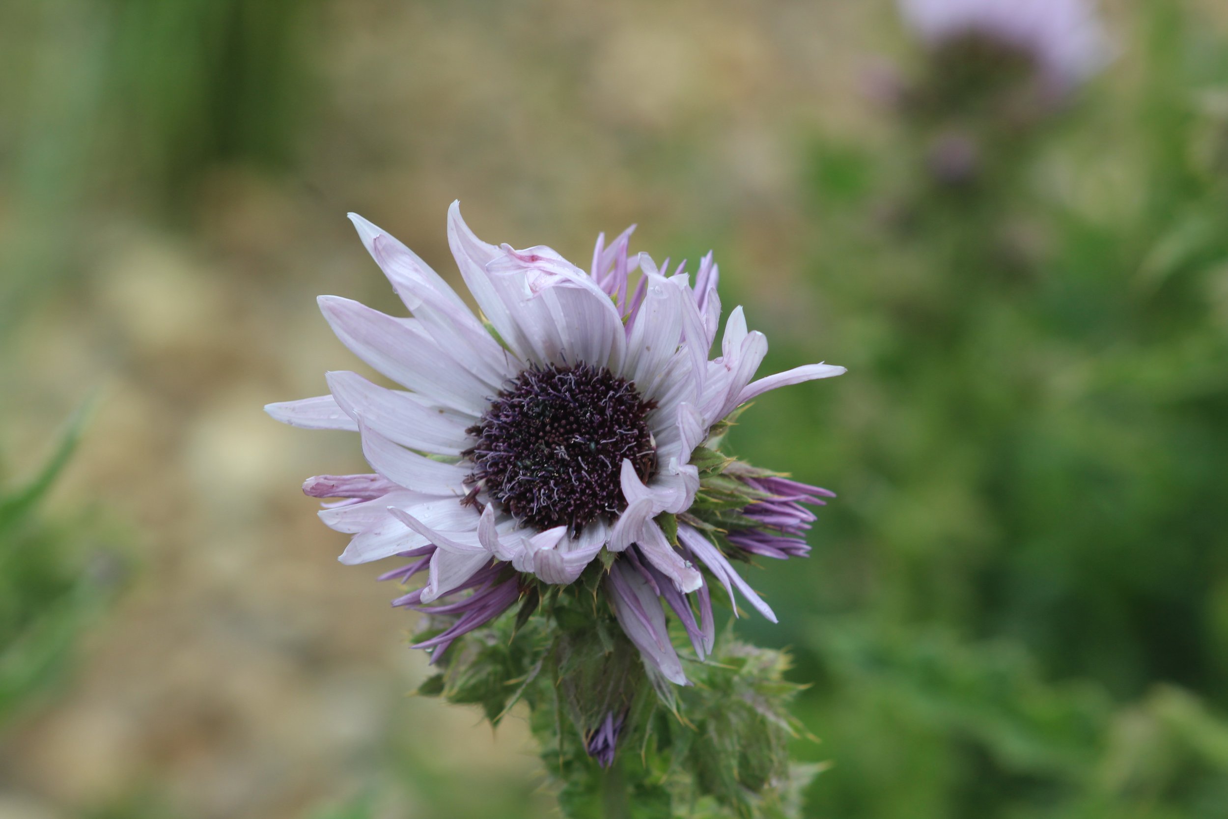 Berkheya purpurea 9cm